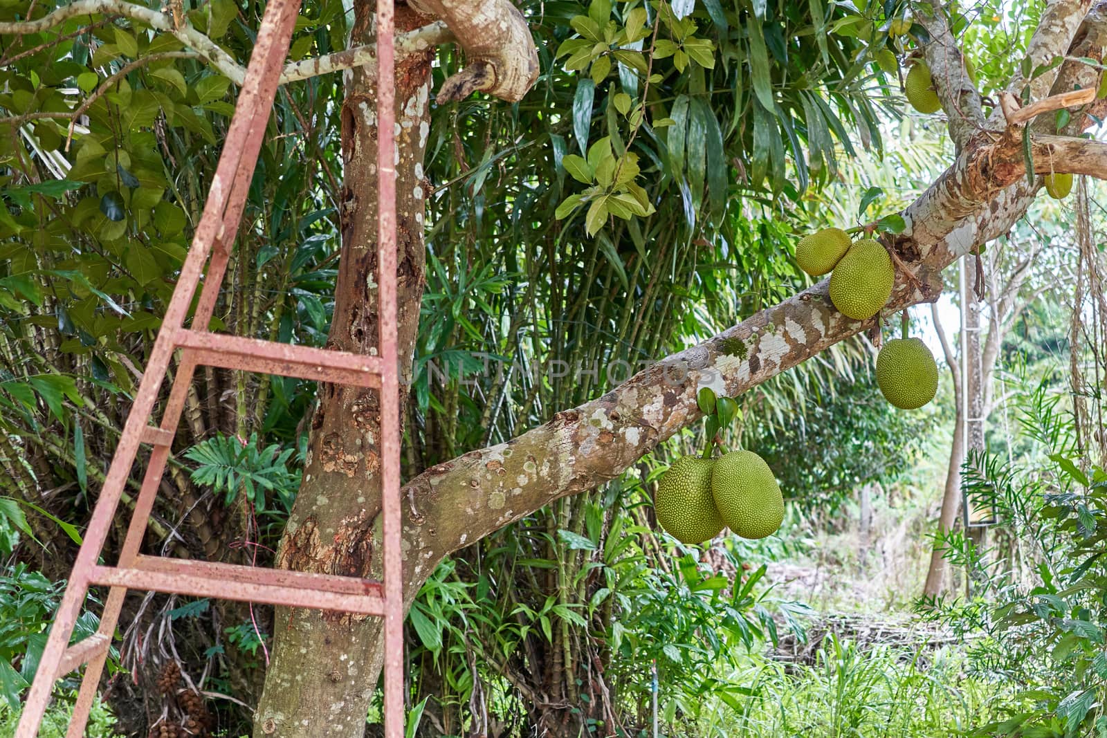 Green jackfruit on tree with blur rust staircase as foreground and Salacca zalacca tree as background in garden.