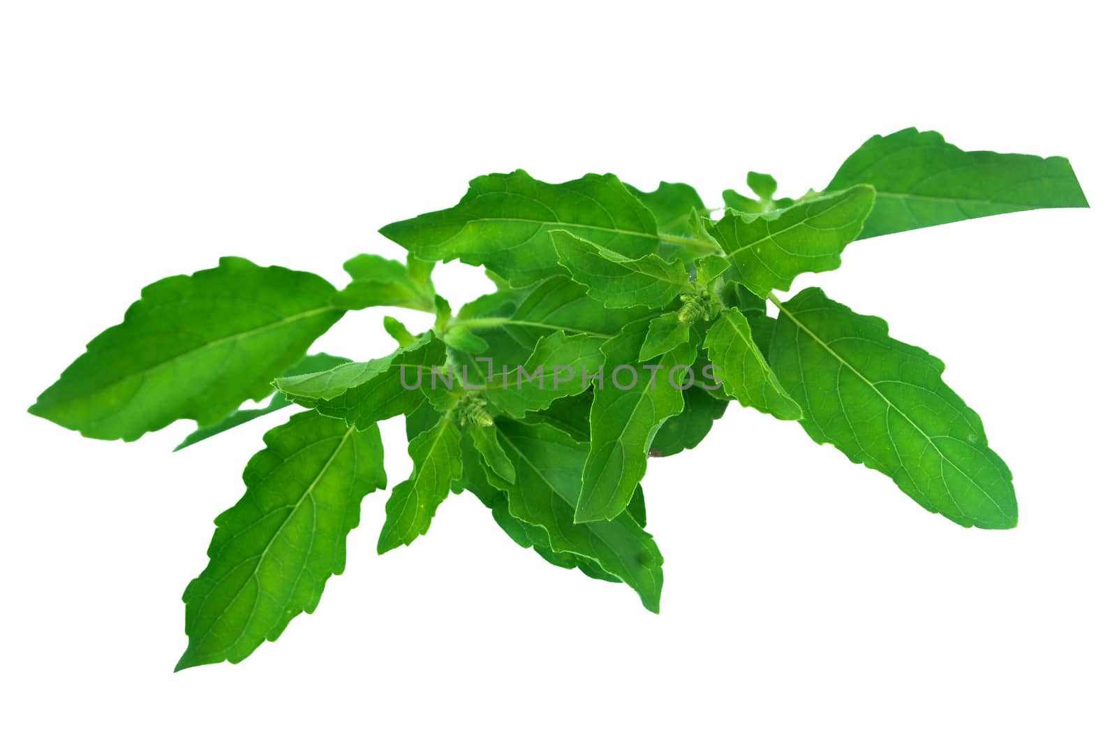 Thai basil.With Clipping Path. by thitimontoyai