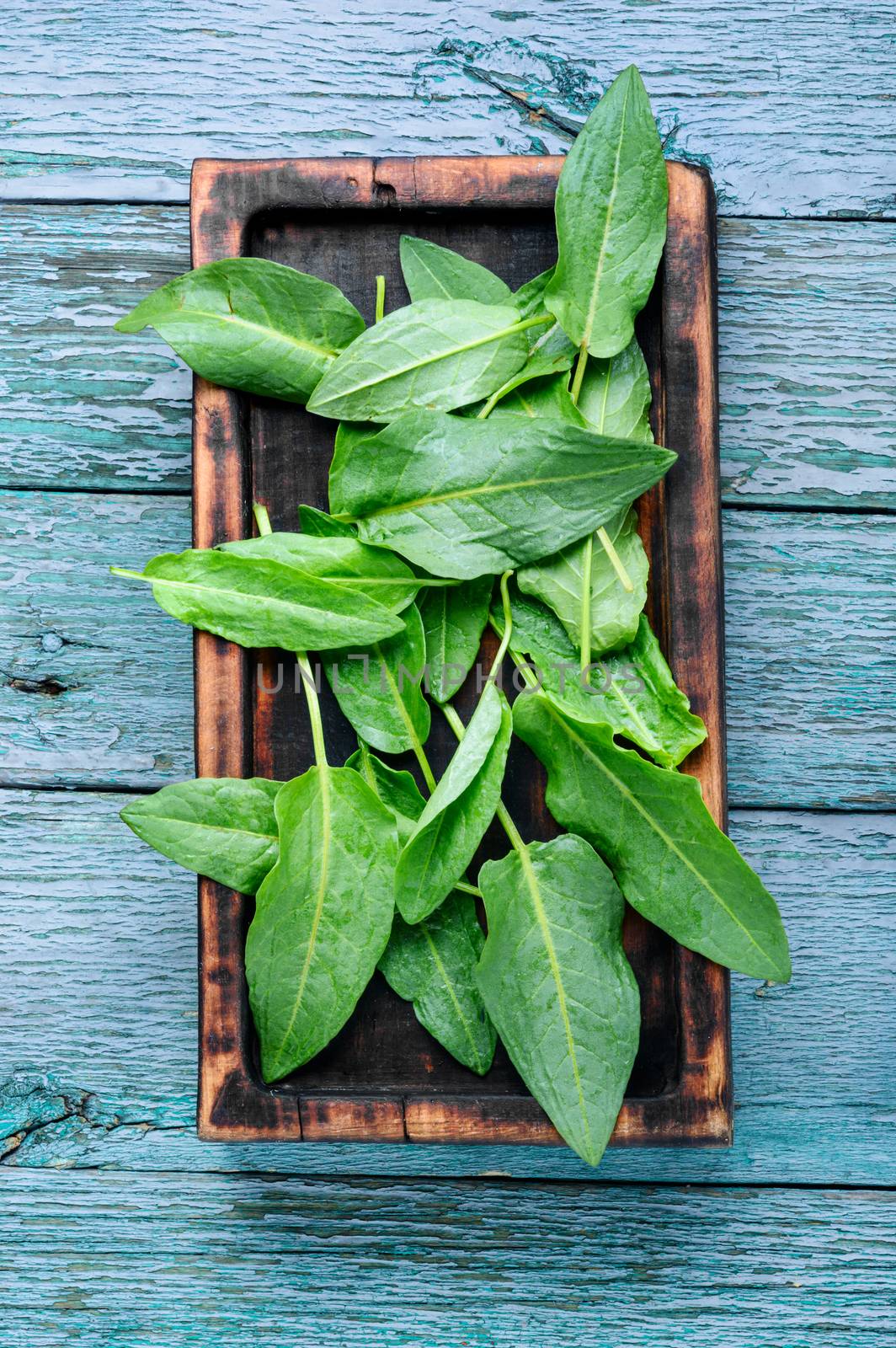 Fresh baby spinach on rustic wooden background.Fresh spinach leafs