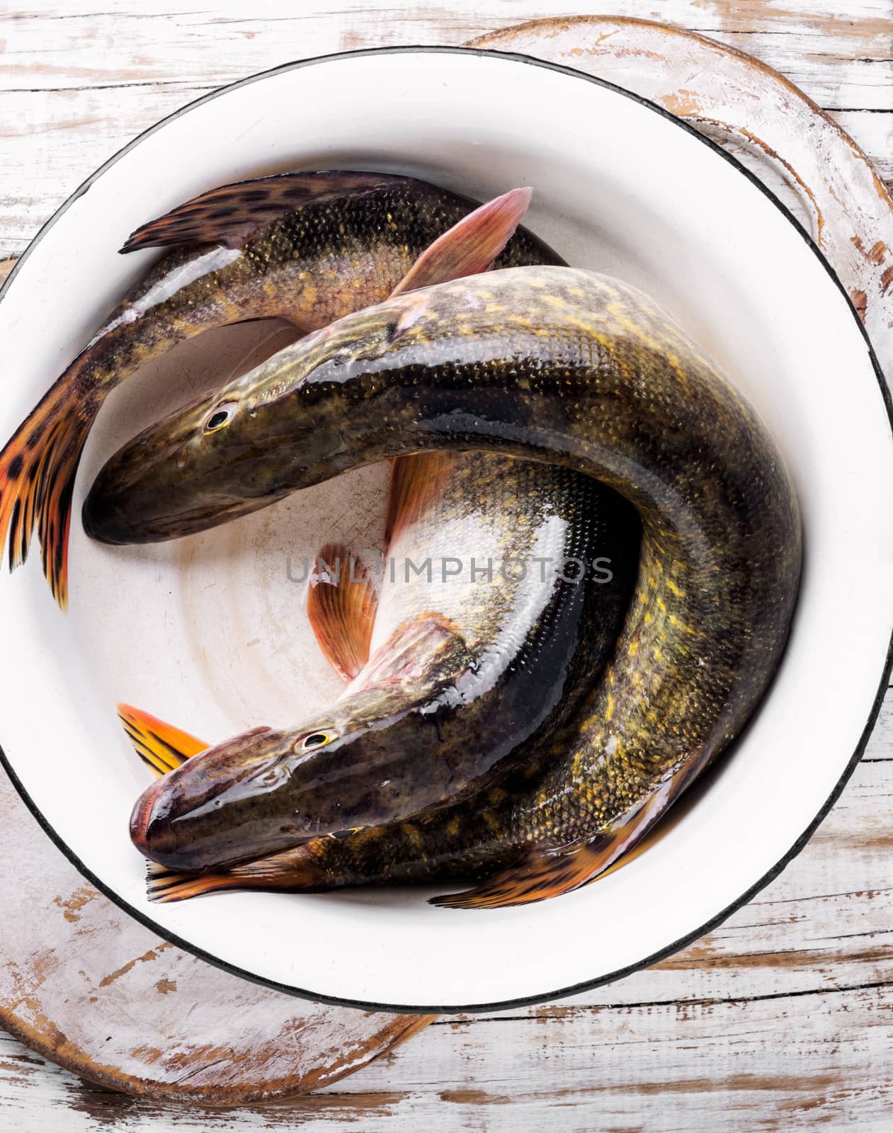 Two fresh pike fish in a bowl.Fish pike.Raw pike.