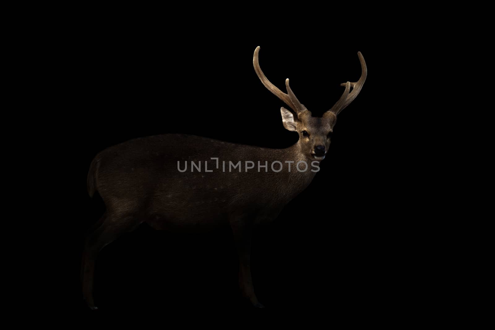 male hog deer standing in the dark