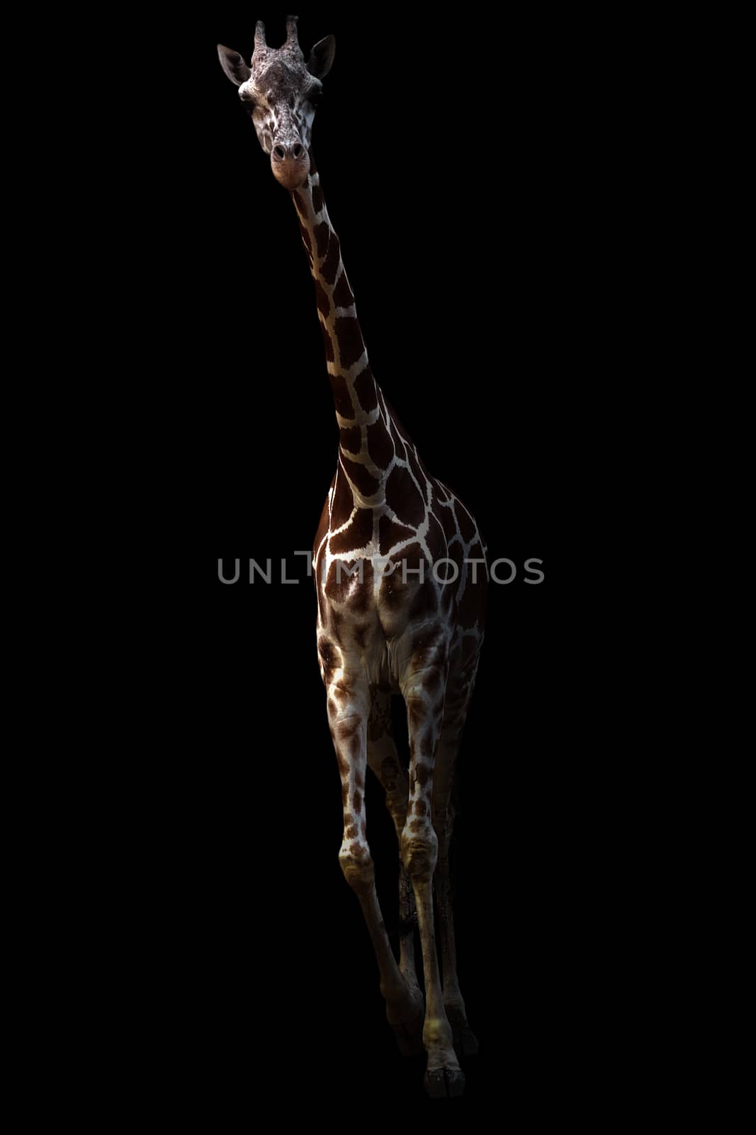 giraffe ( Giraffa camelopardalis ) standing in the dark