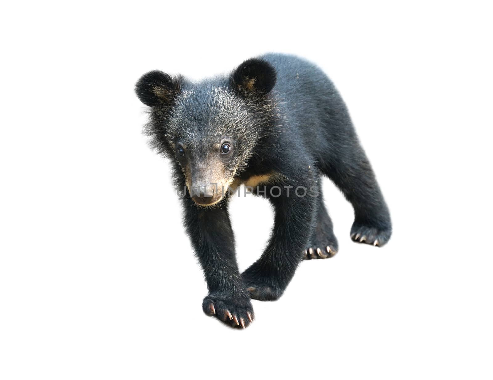 young asiatic black bear isolated on white background                               