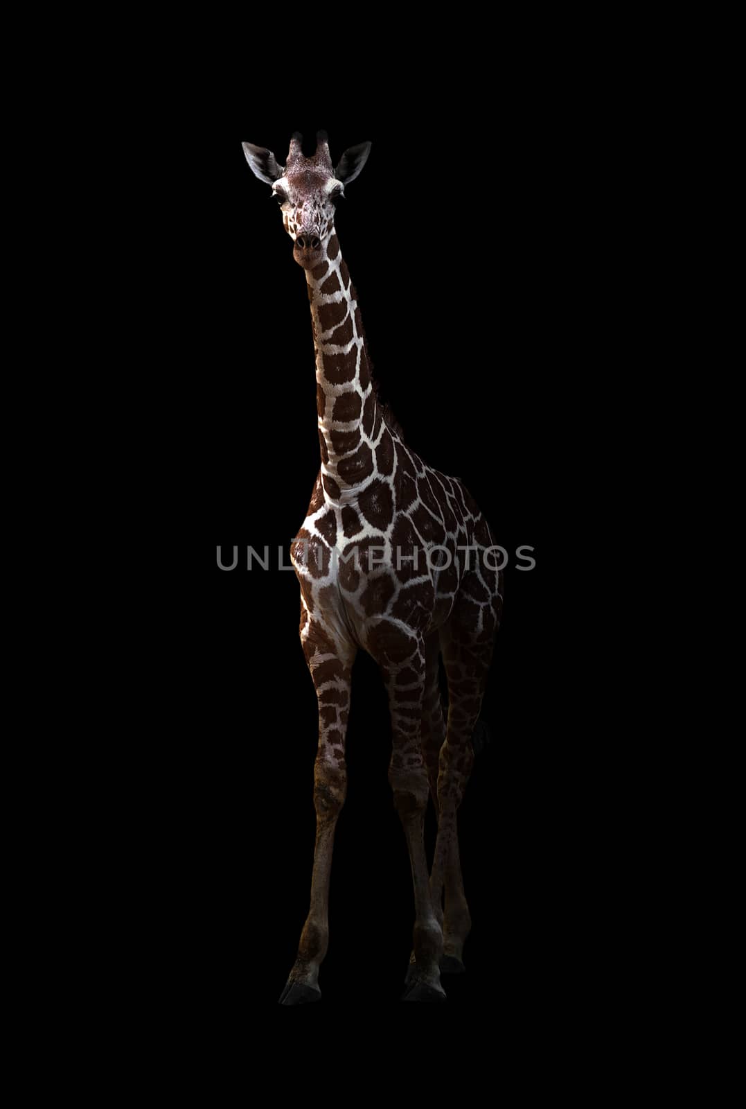 giraffe standing in the dark by anankkml