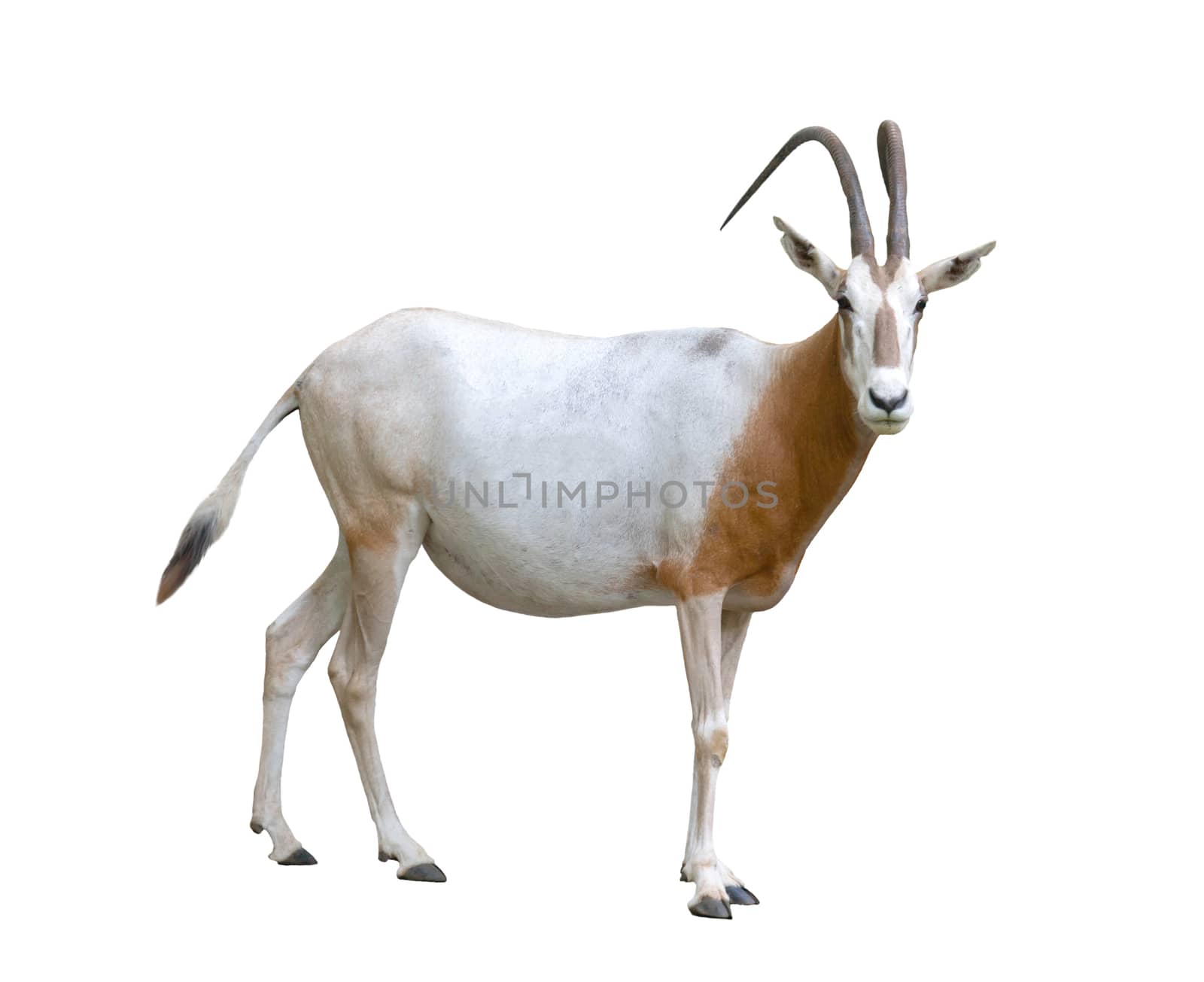 scimitar horned oryx isolated on white background