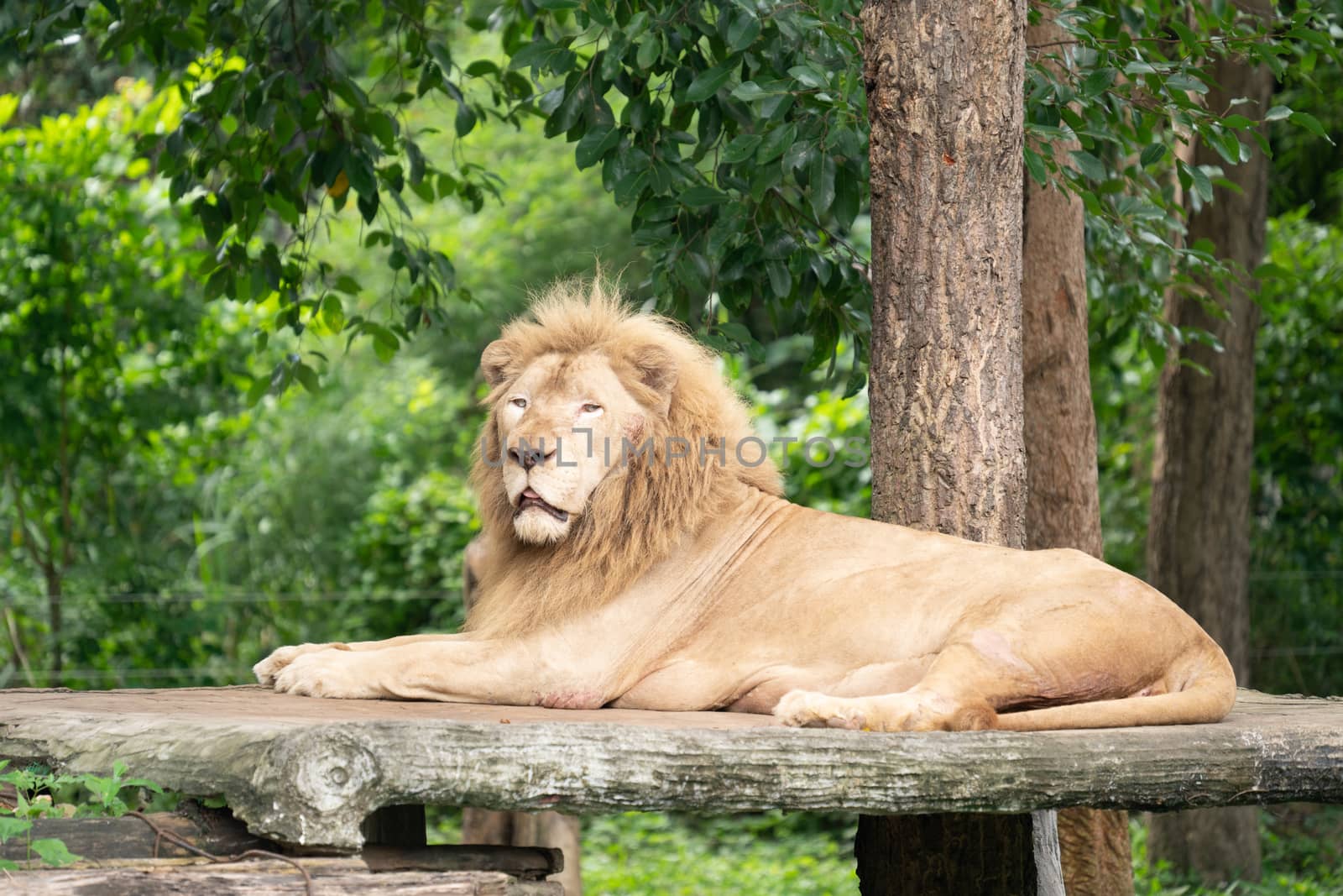 male lion laying alone by anankkml