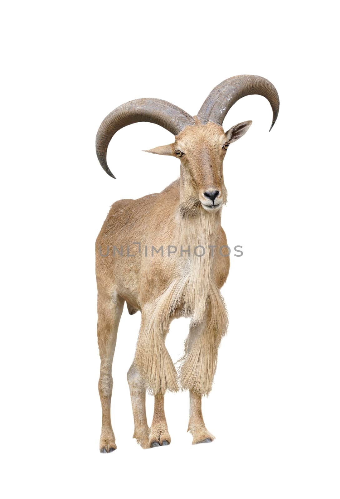  barbary sheep isolated on white background by anankkml