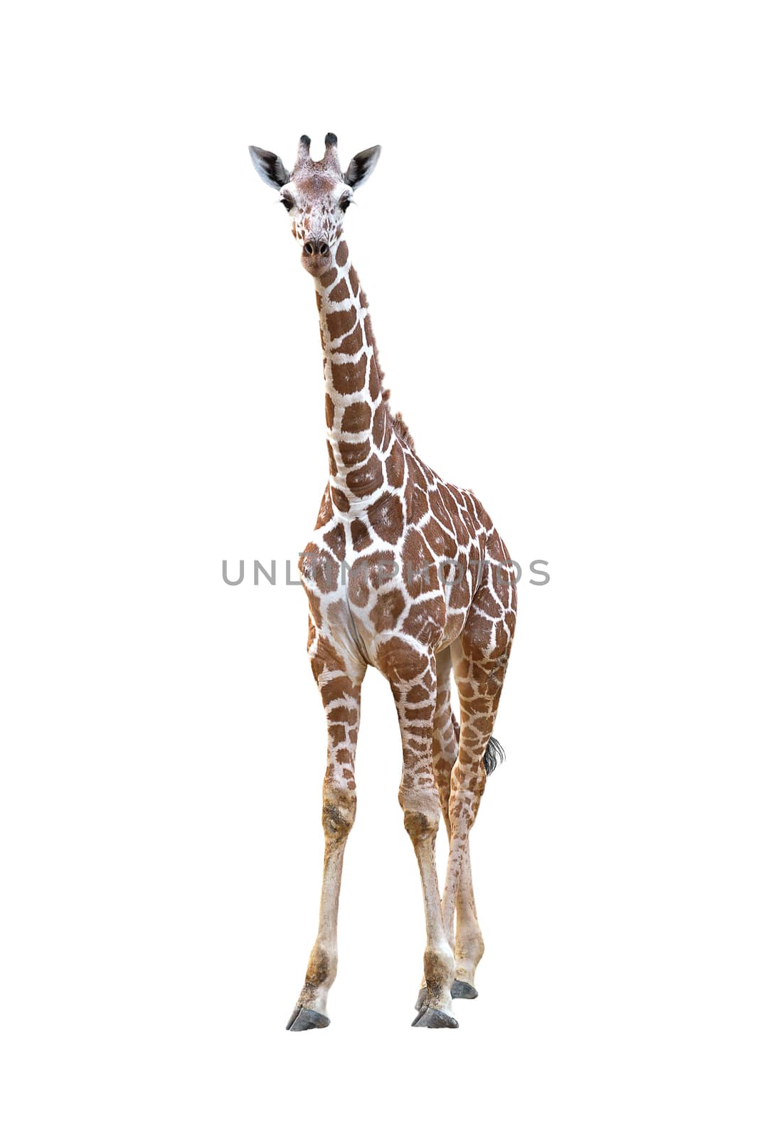 young giraffe isolated by anankkml