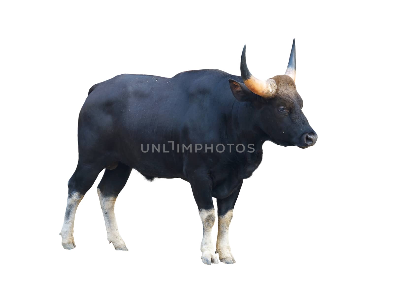 gaur ( Bos gaurus ) isolated on white background