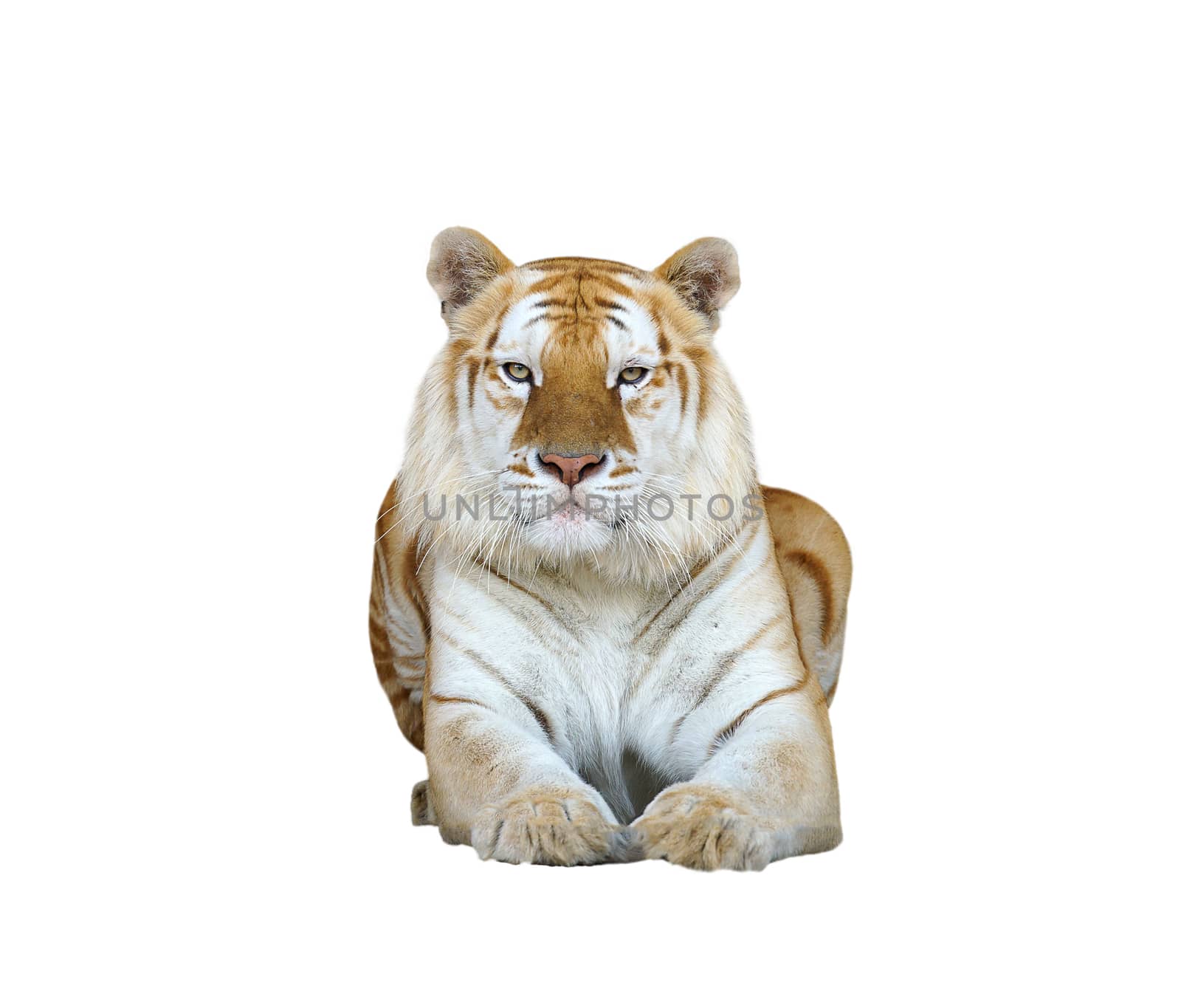 golden tabby tiger or strawberry tiger isolated