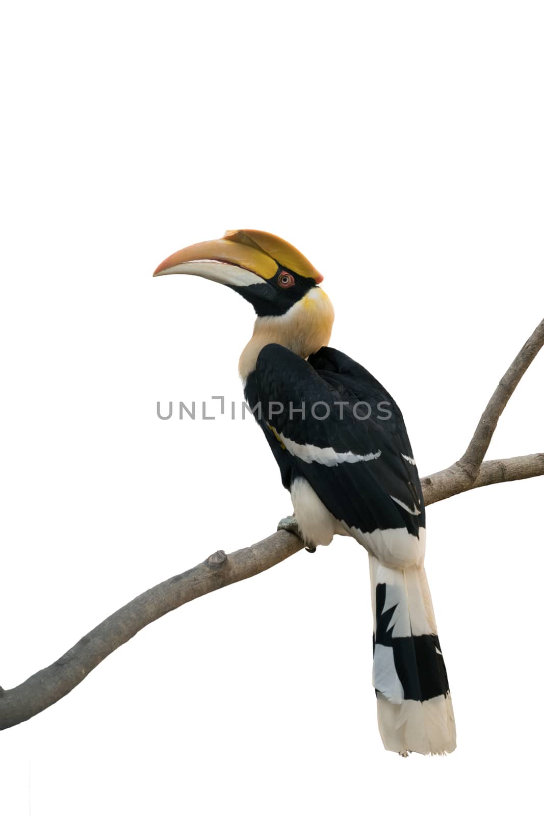 Great hornbill (Buceros bicornis) isolated on white background