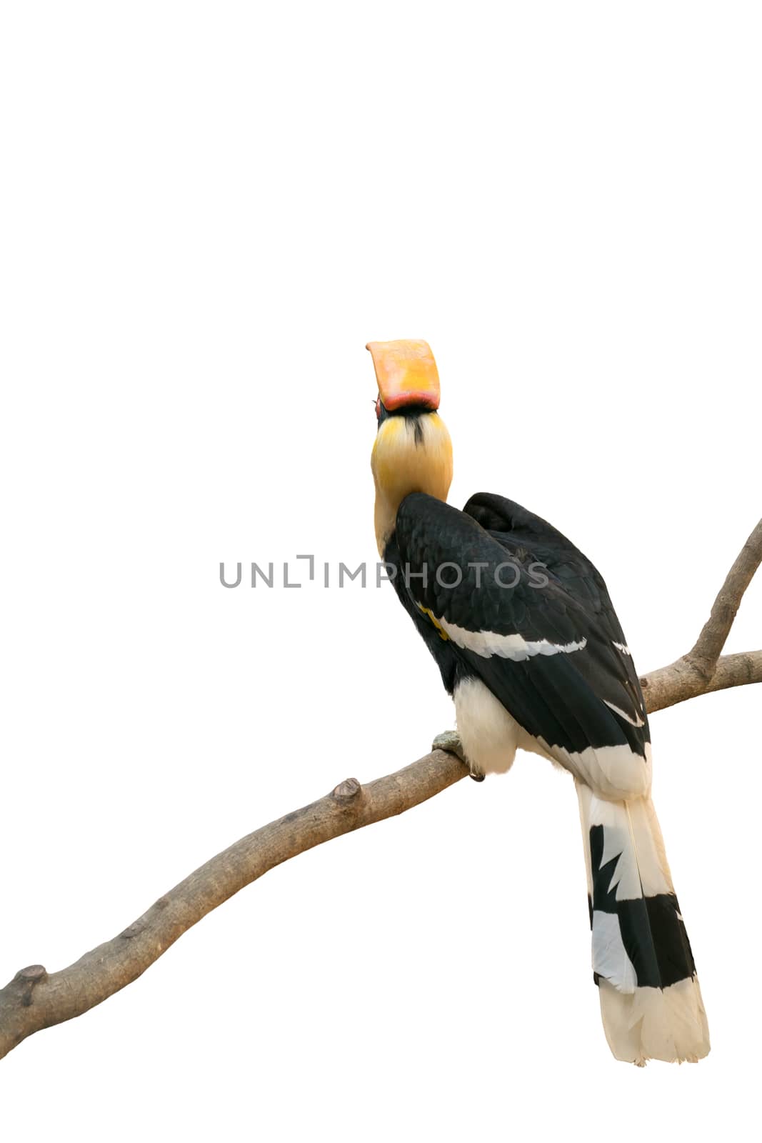 Great hornbill (Buceros bicornis) isolated on white background