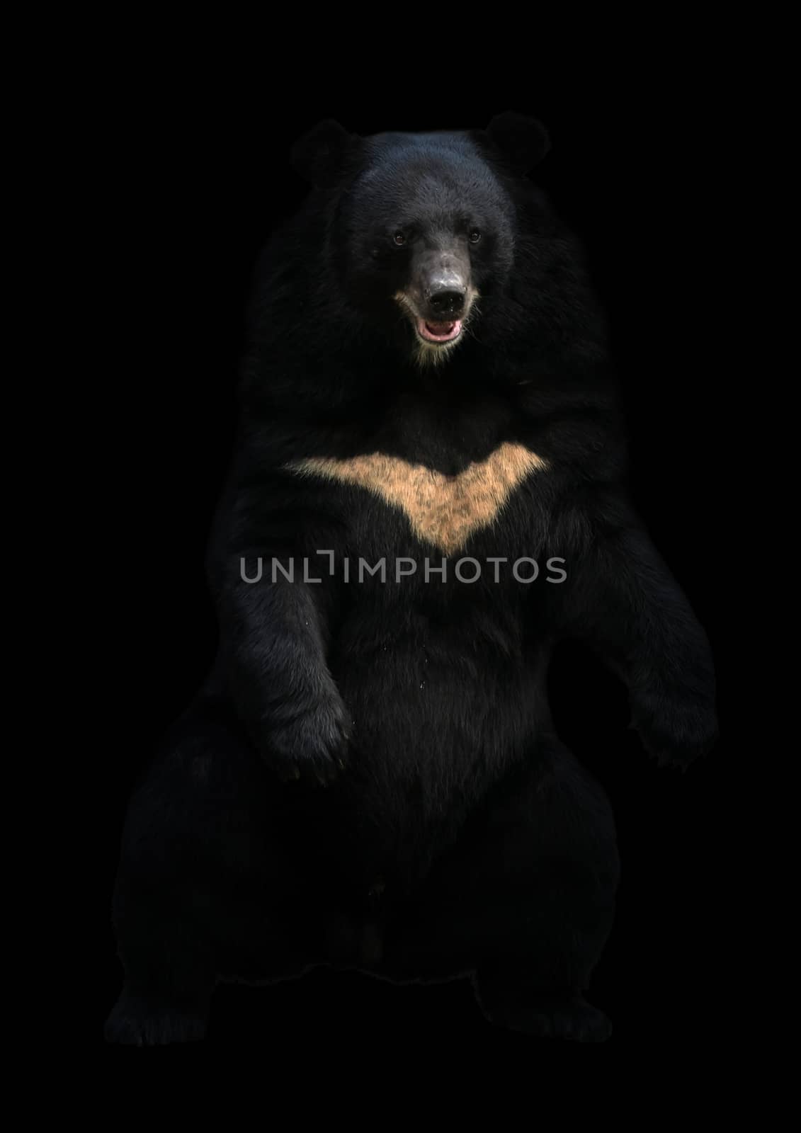 asiatic black bear standing in the dark by anankkml