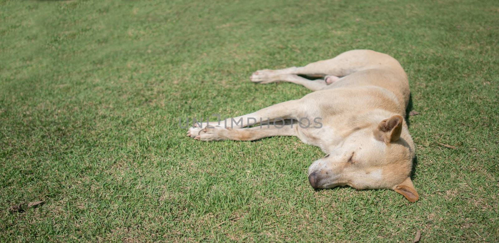 domestic thai dog sleeping on green grass