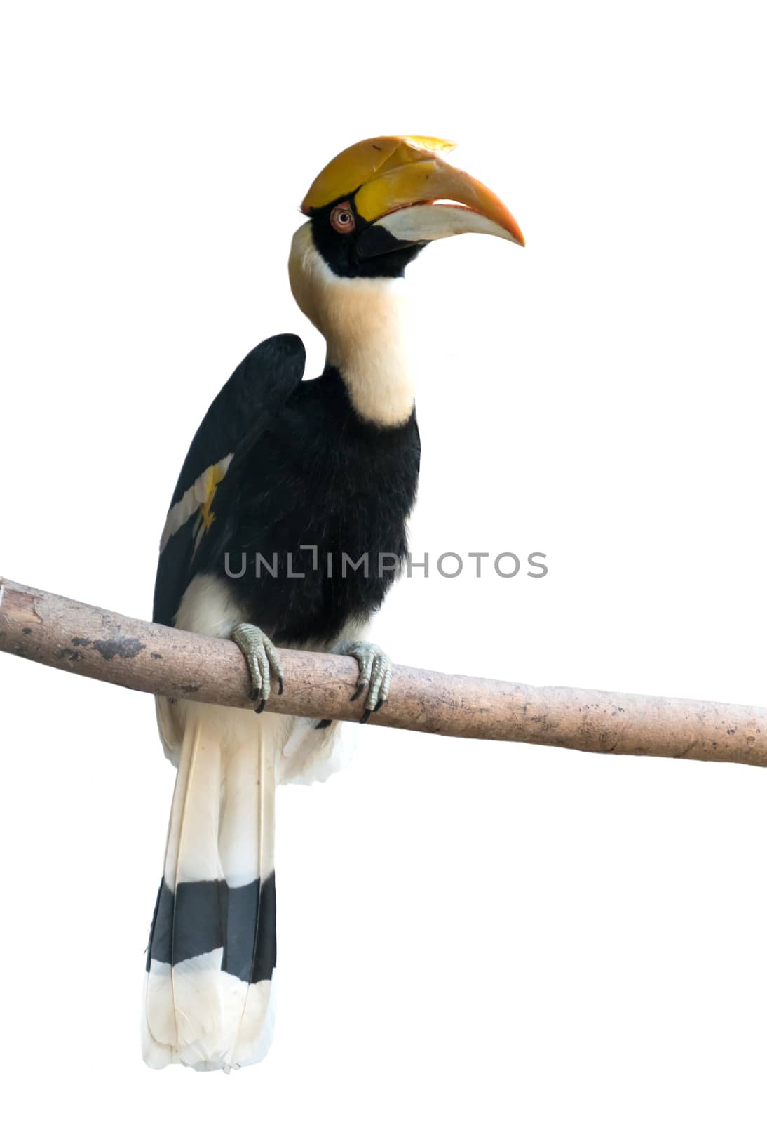 Great hornbill isolated on white background by anankkml