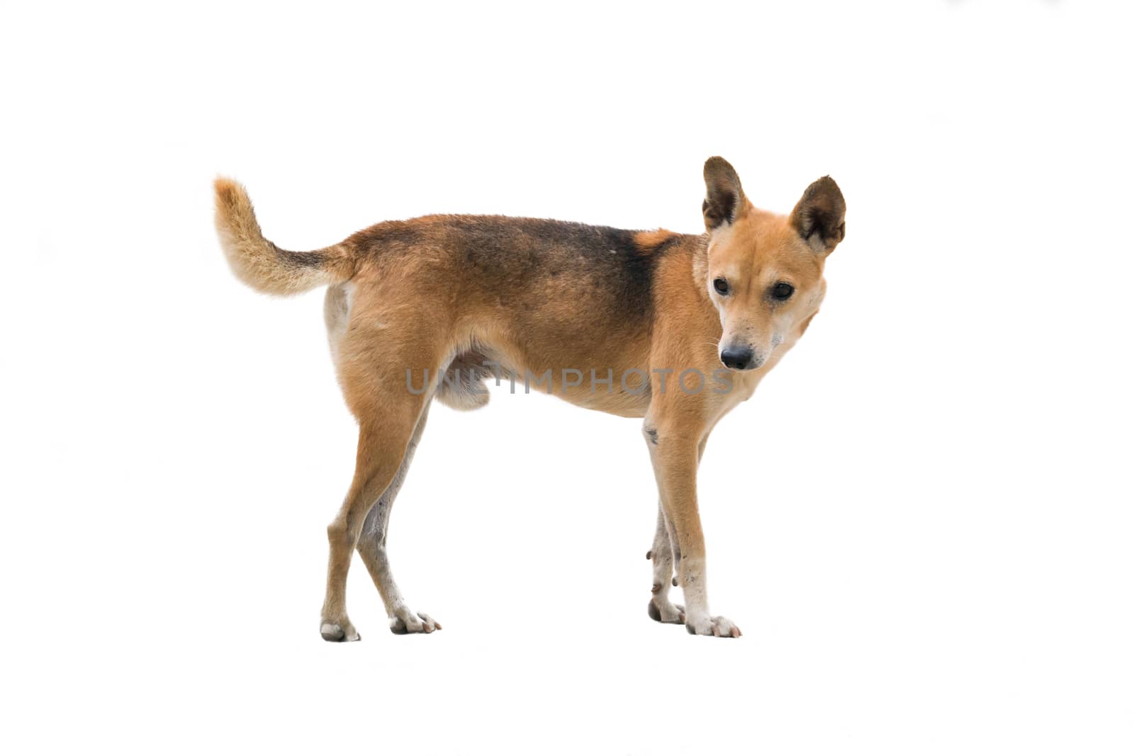 domestic thai dog isolated on white background