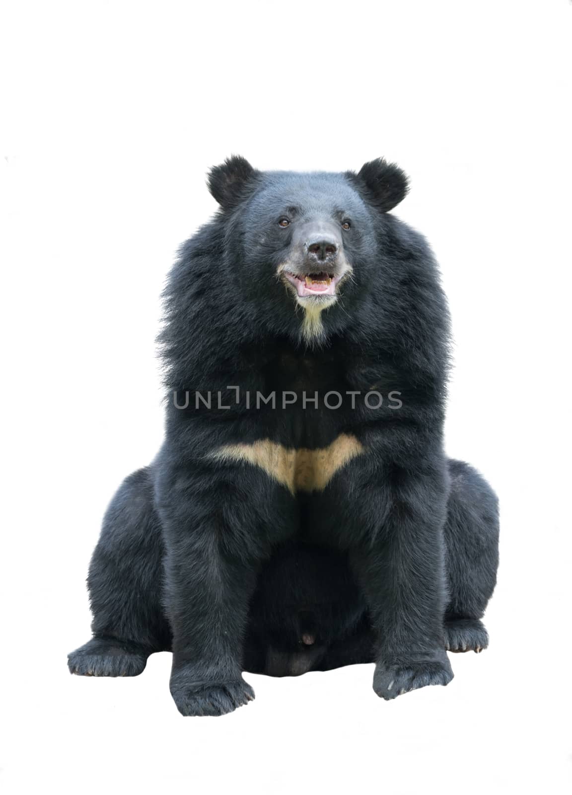 asiatic blackbear (ursus, thibetanus) isolated on white background