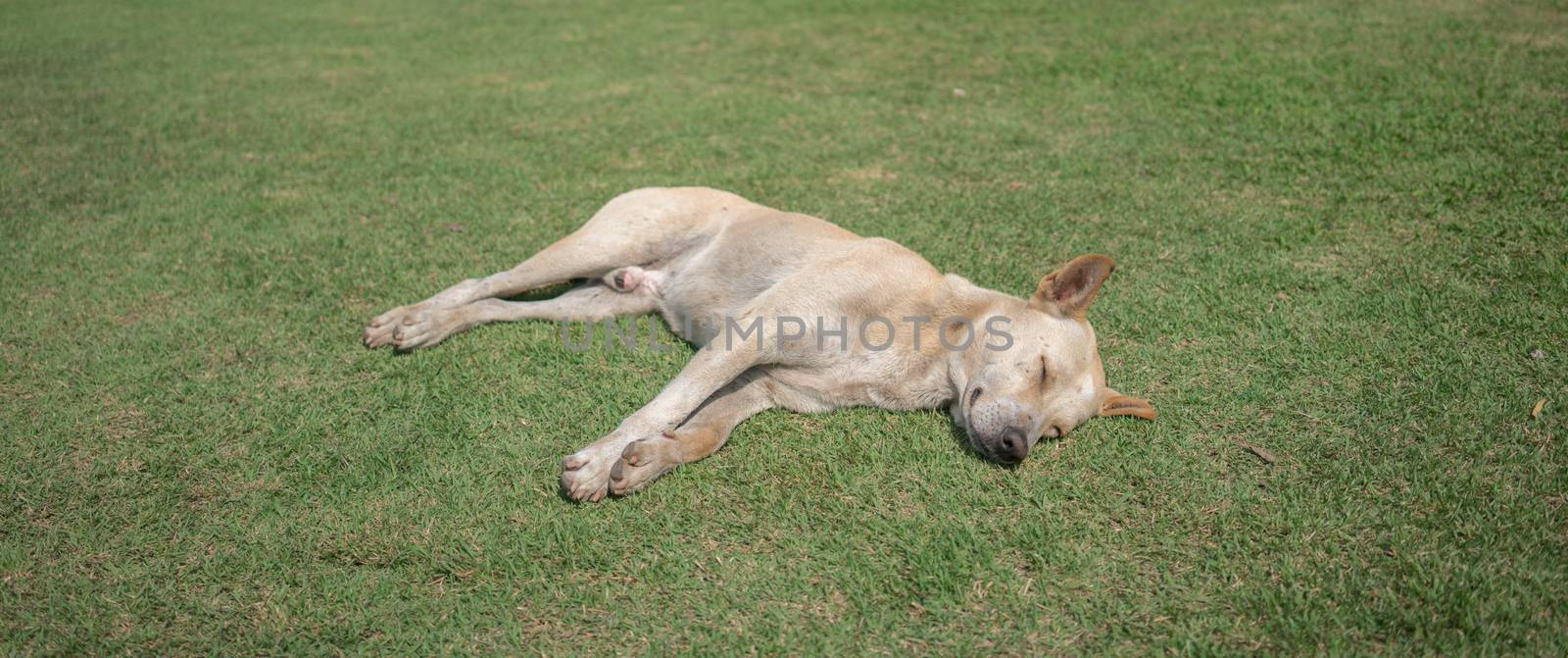 domestic thai dog sleeping on green grass