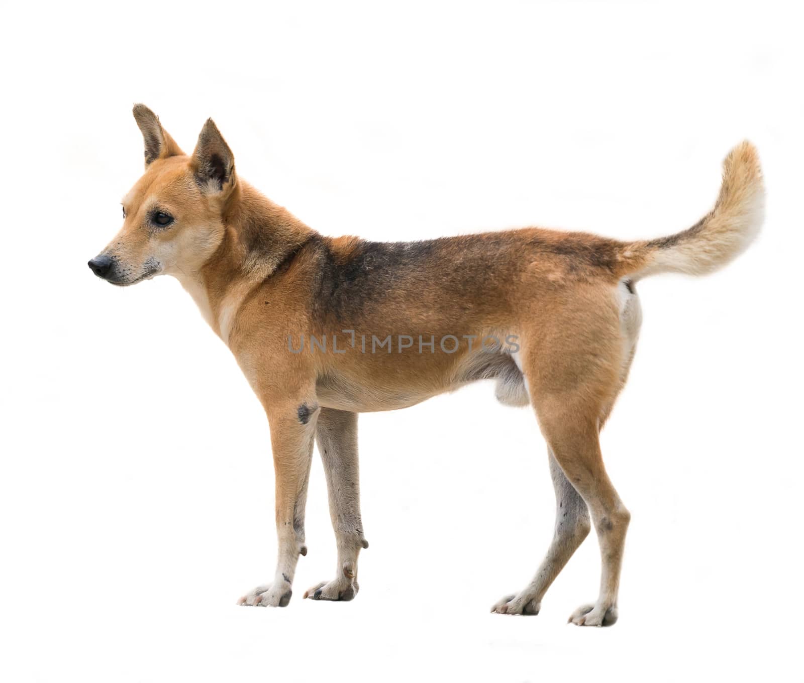 domestic thai dog isolated on white background