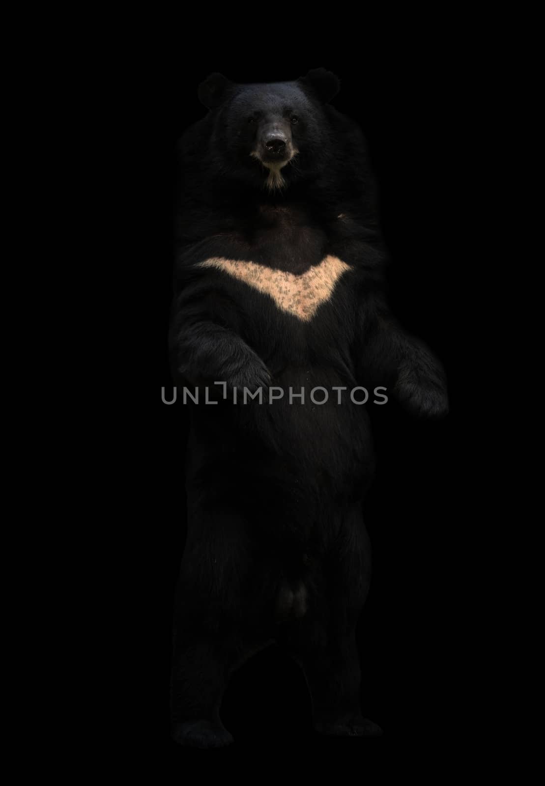 asiatic black bear or moon bear standing in the dark