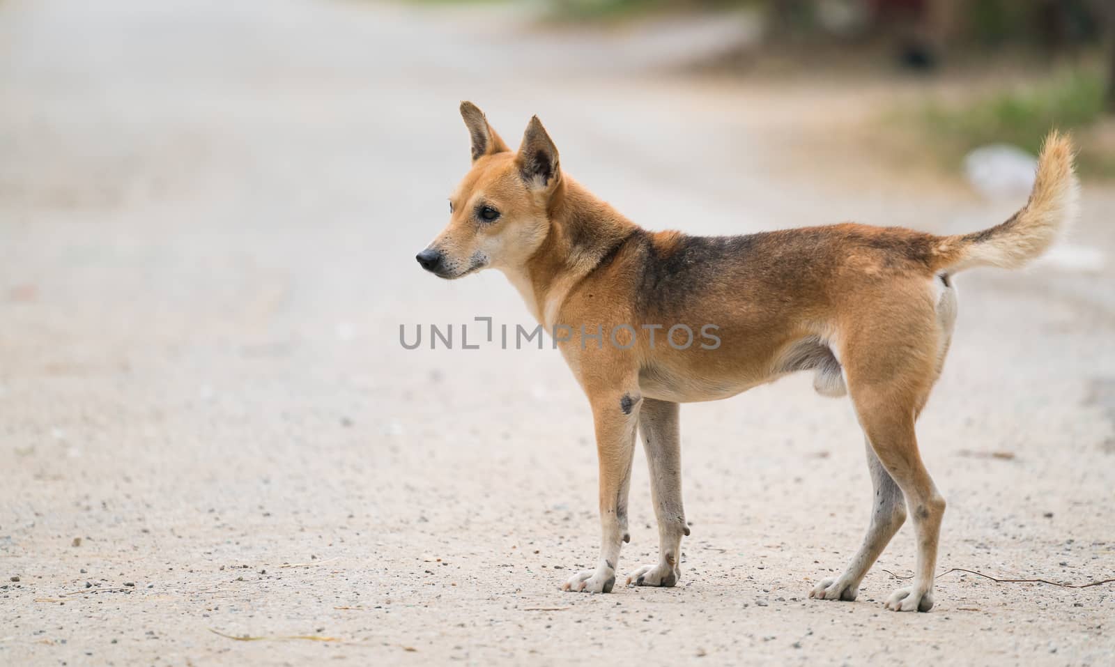 domestic thai dog standing at the road