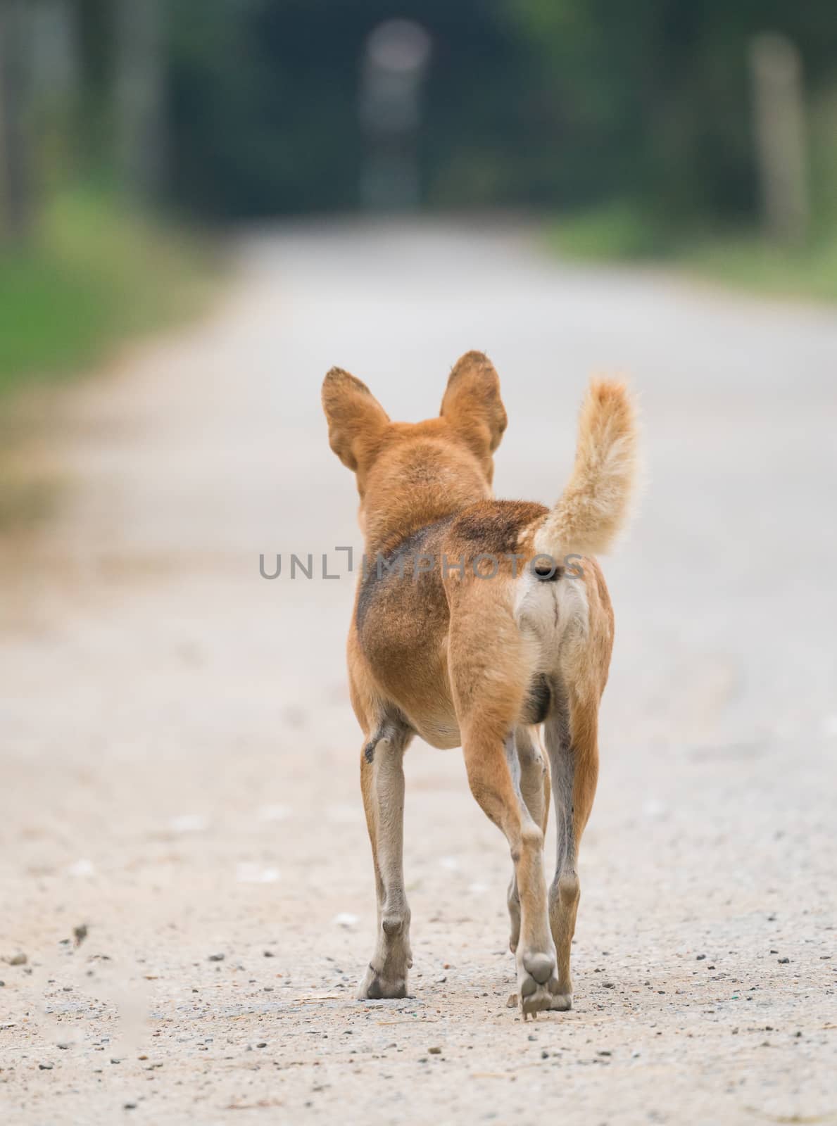 domestic thai dog standing at the road