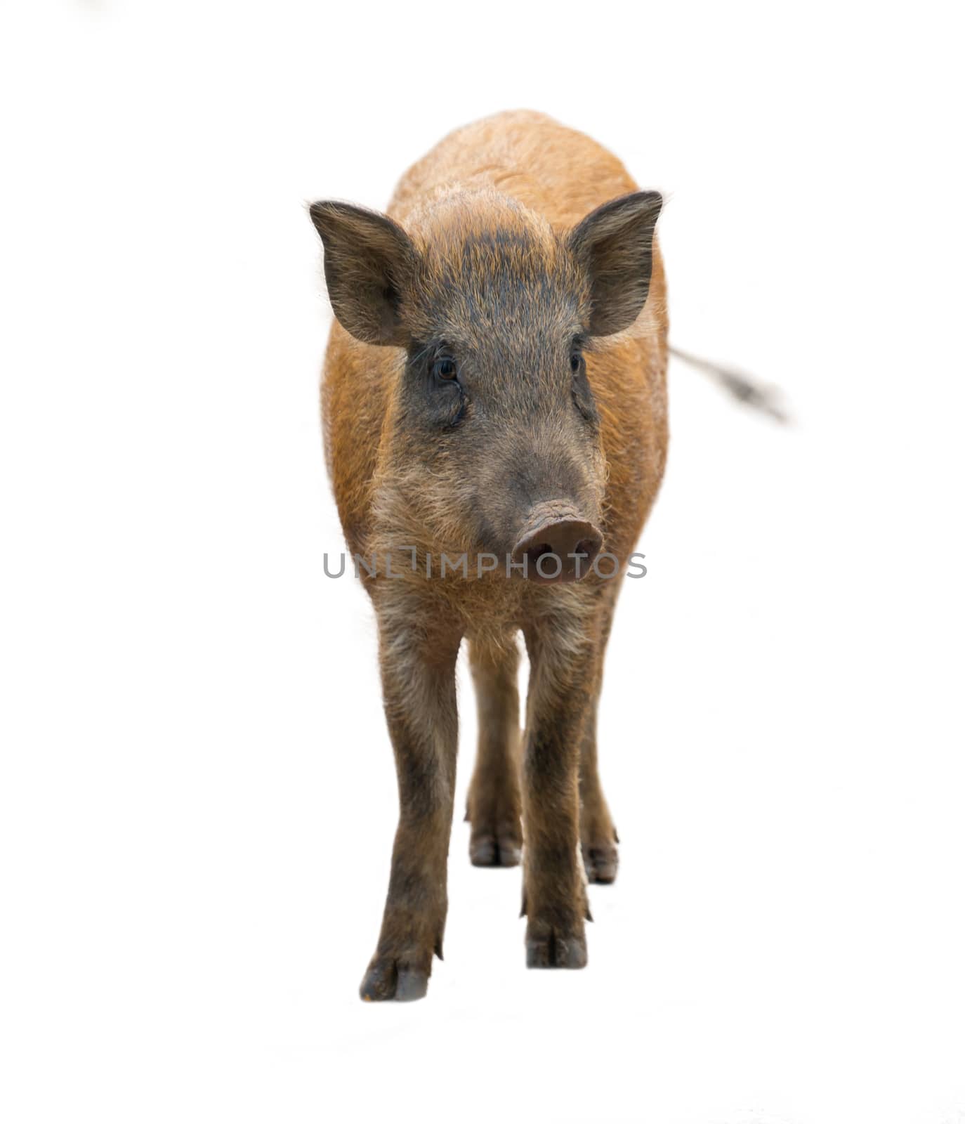 wild boar isolated on white background by anankkml