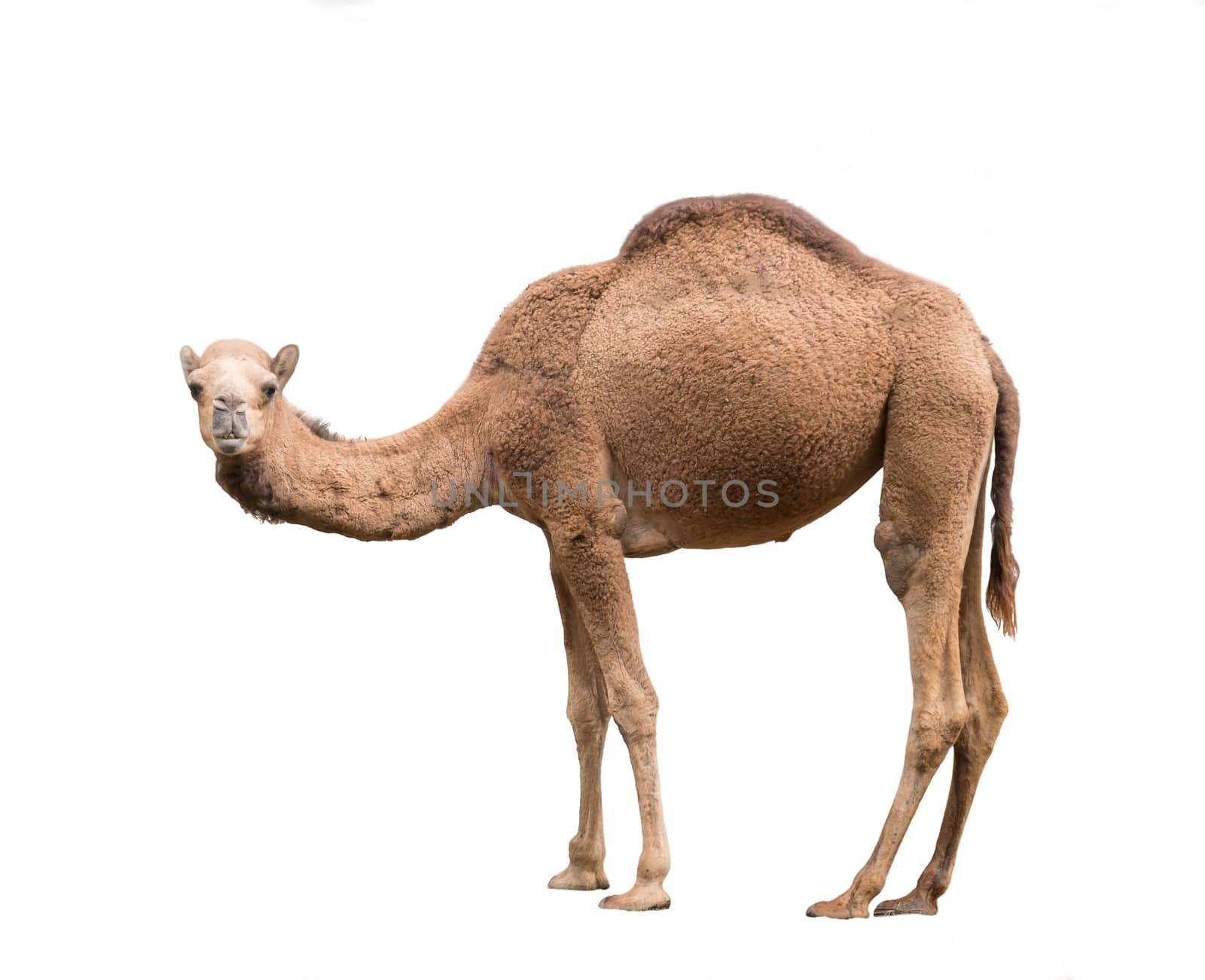 dromedary or arabian camel isolated on white background