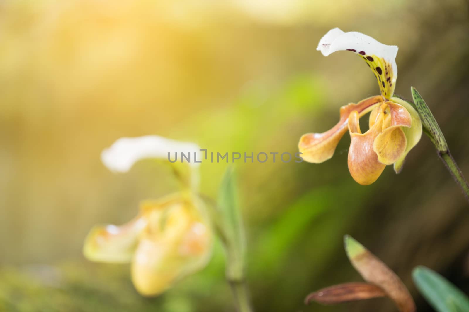 Paphiopedilum gratrixianum (Mast.) Guillaumin, beautiful wild orchid