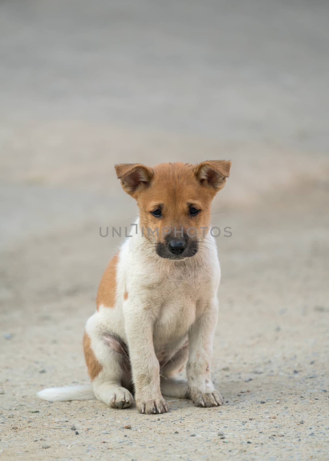 domestic thai dog by anankkml