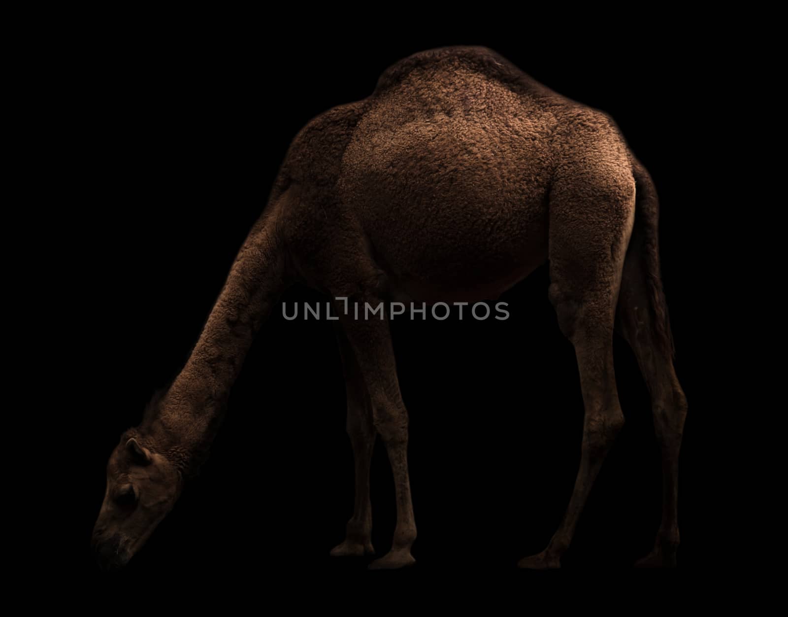 dromedary or arabian camel standing in the dark