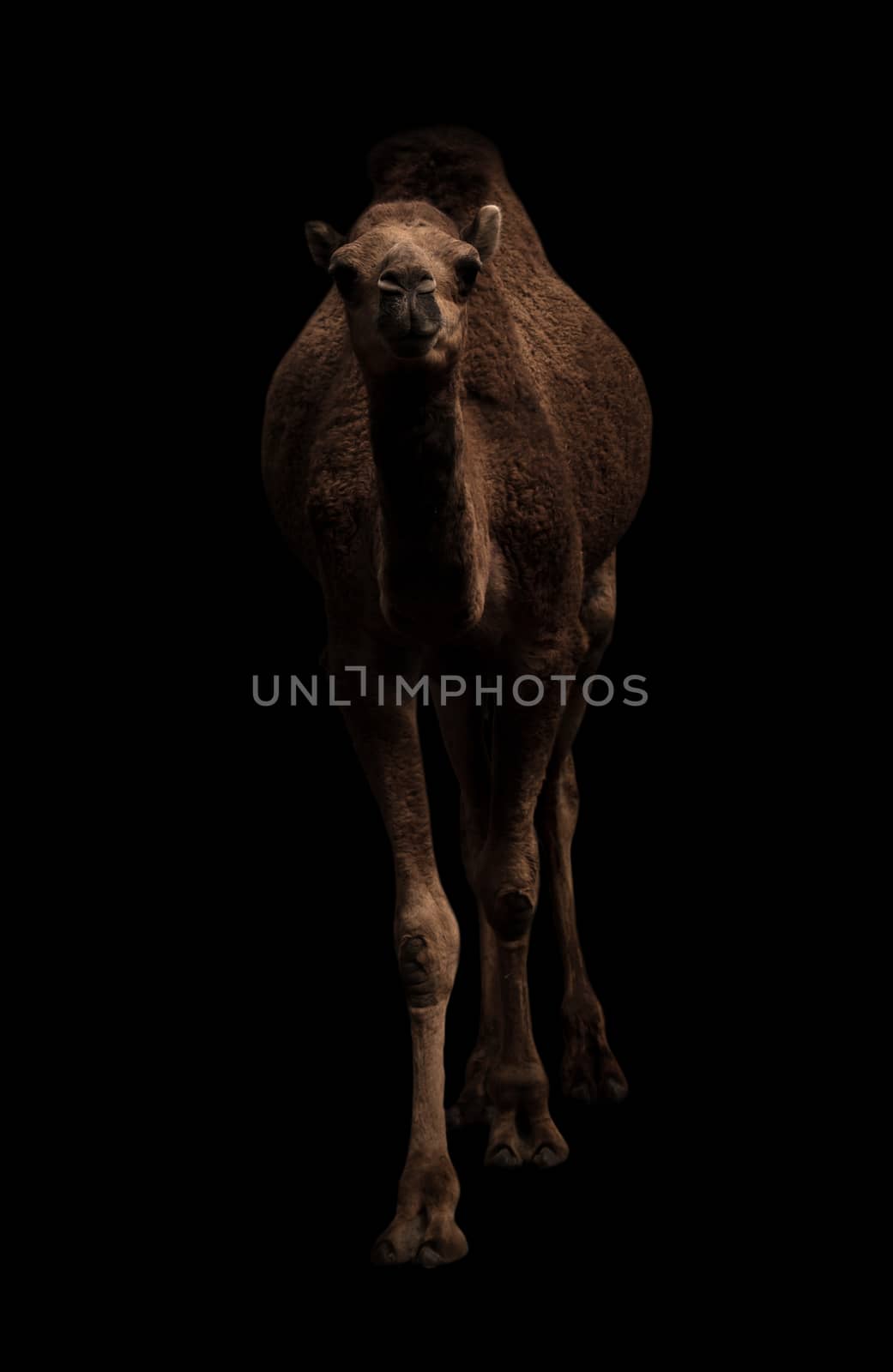 arabian camel standing in the dark by anankkml