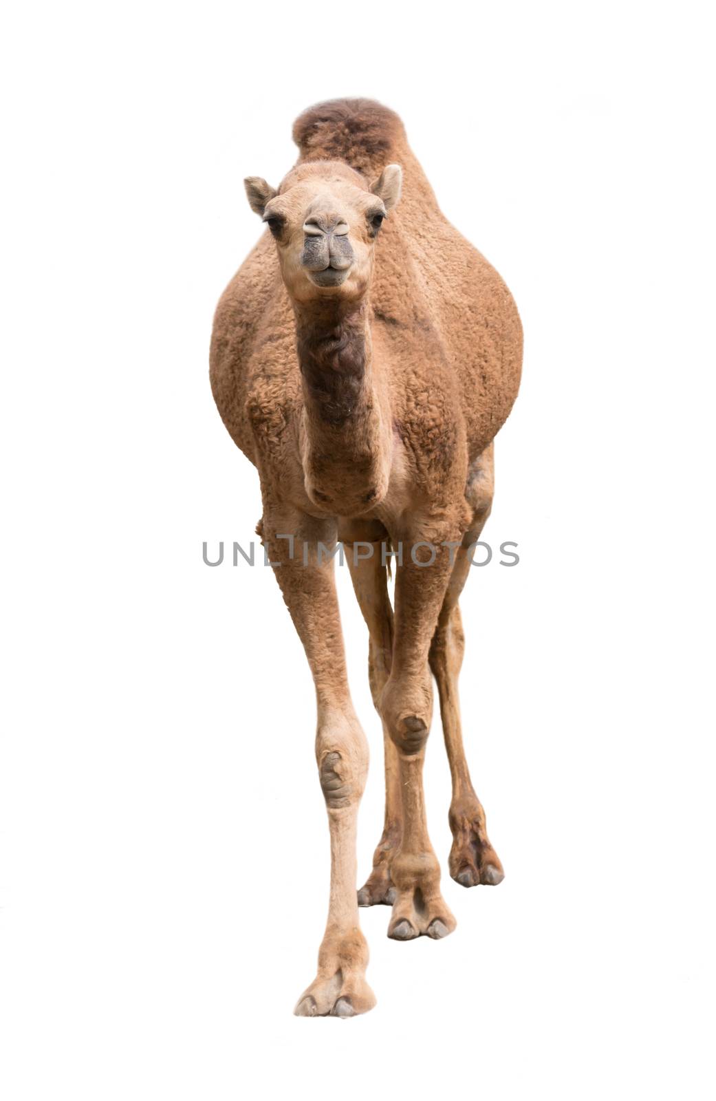 Arabian camel isolated on white background by anankkml