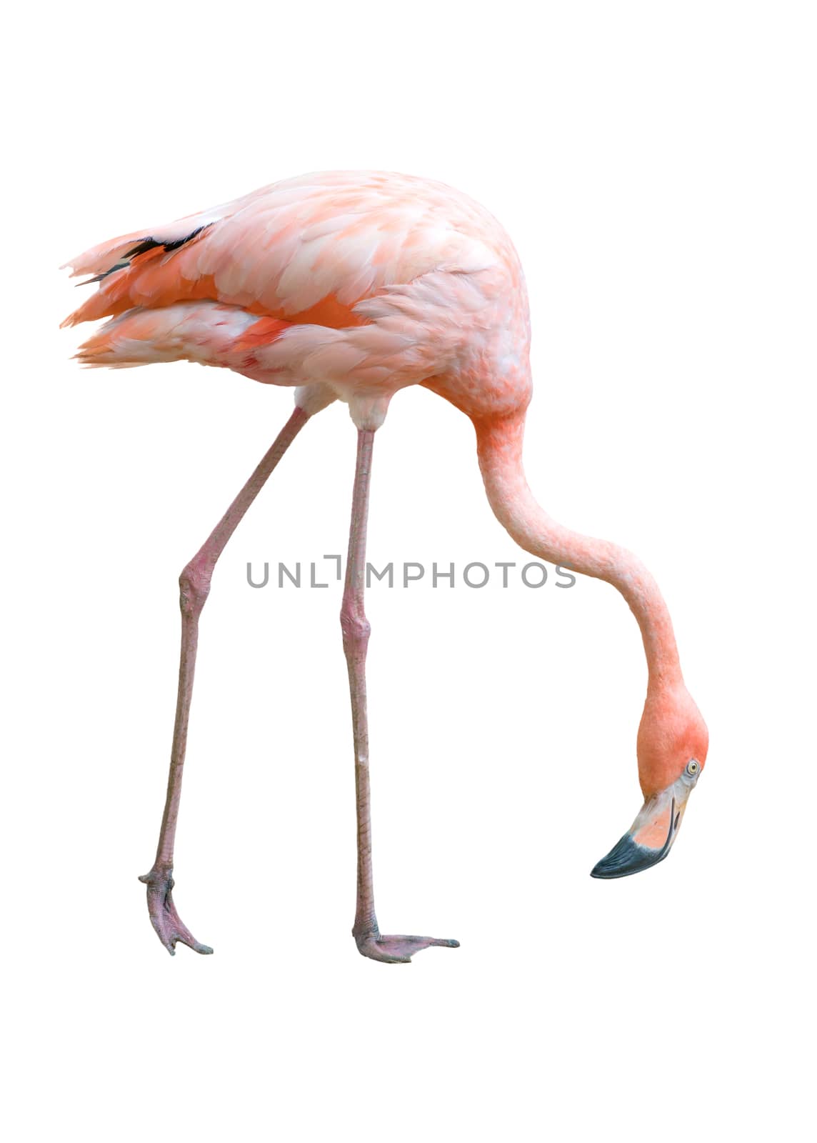 flamingo bird isolated by anankkml