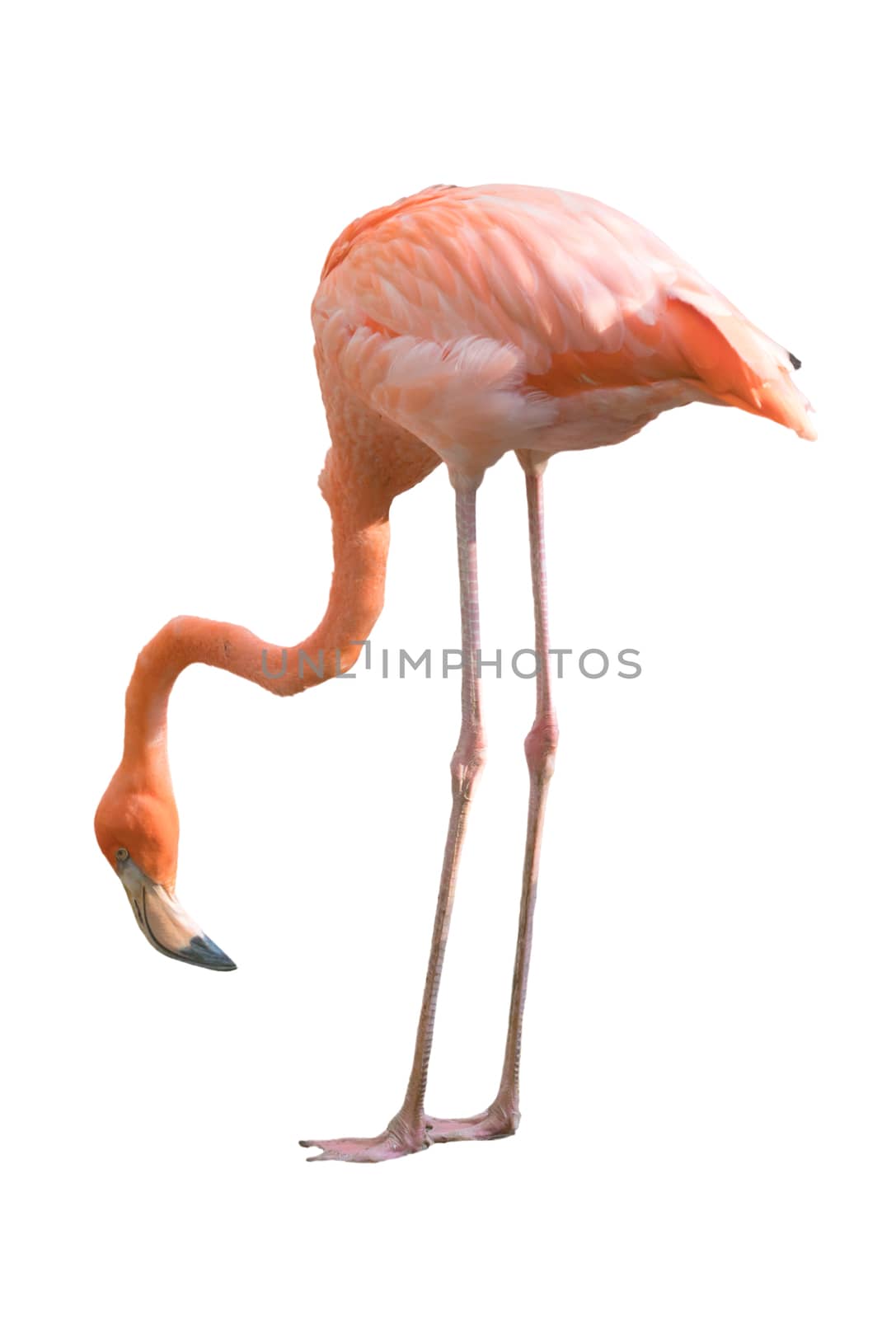 Beautiful flamingo bird isolated on white background