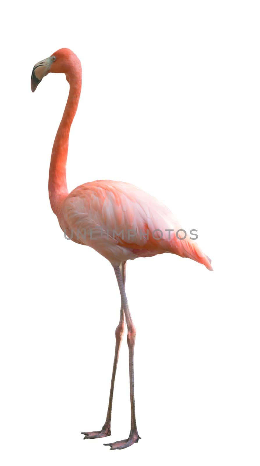 Beautiful flamingo bird isolated on white background