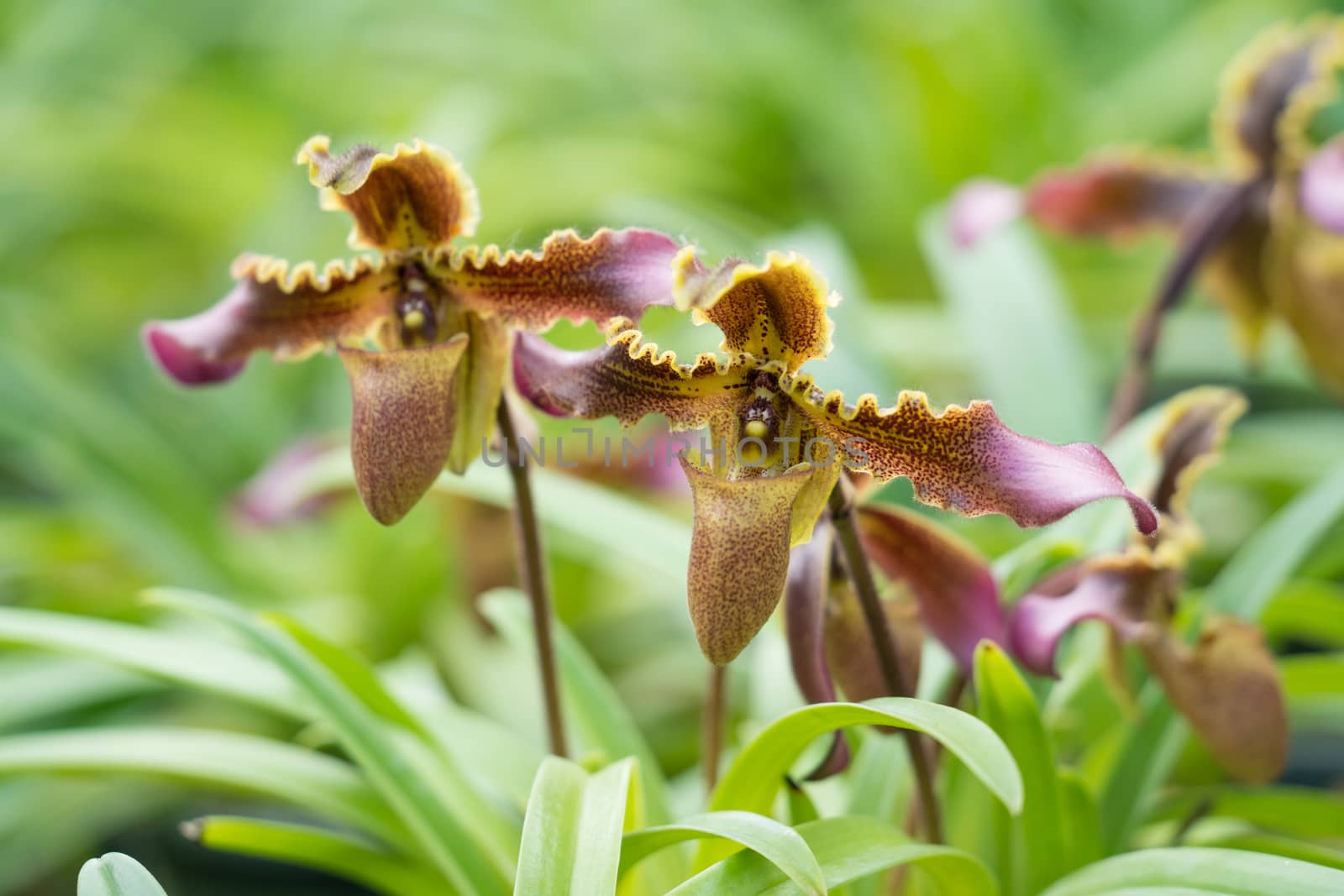 Paphiopedilum hirsutissimum (Lindl. ex Hook.) Stein, beautiful wild orchid