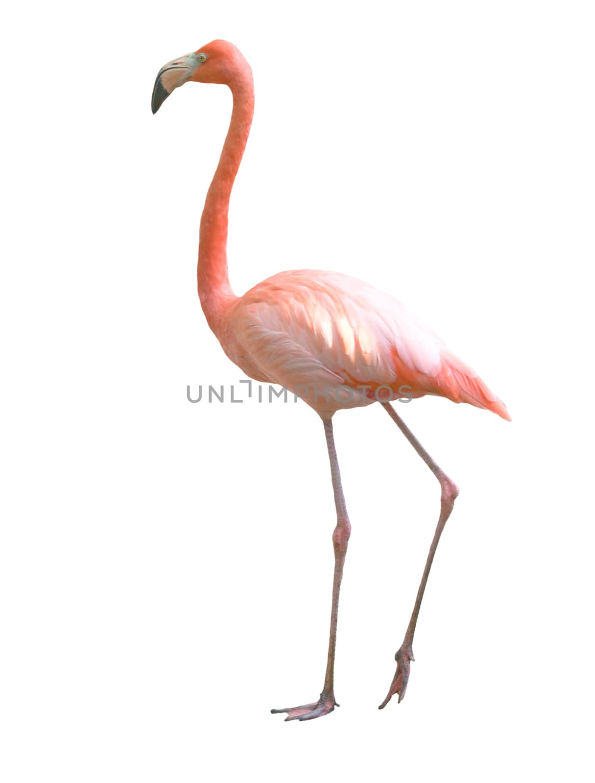 Beautiful flamingo bird isolated on white background