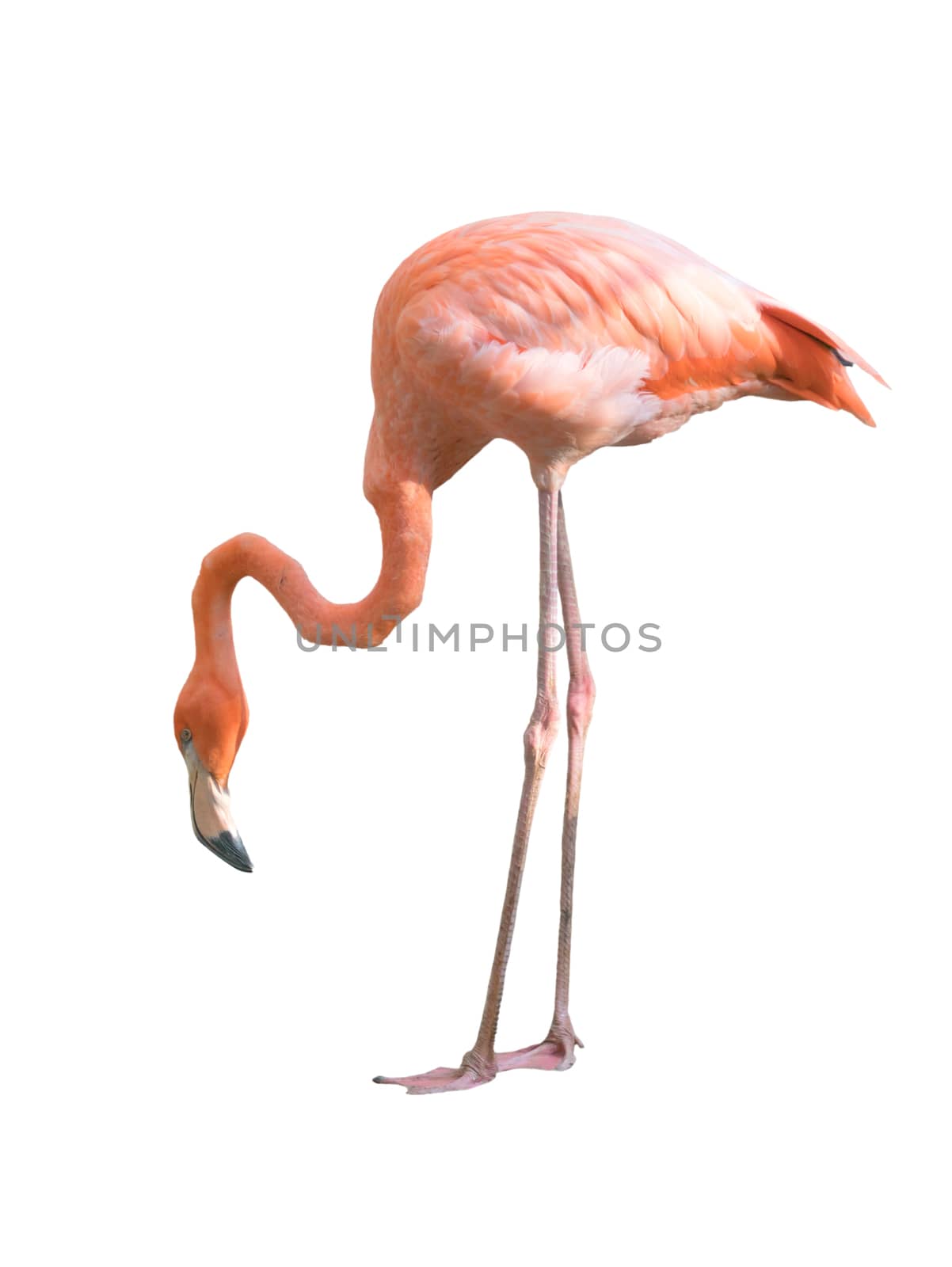 flamingo bird isolated by anankkml