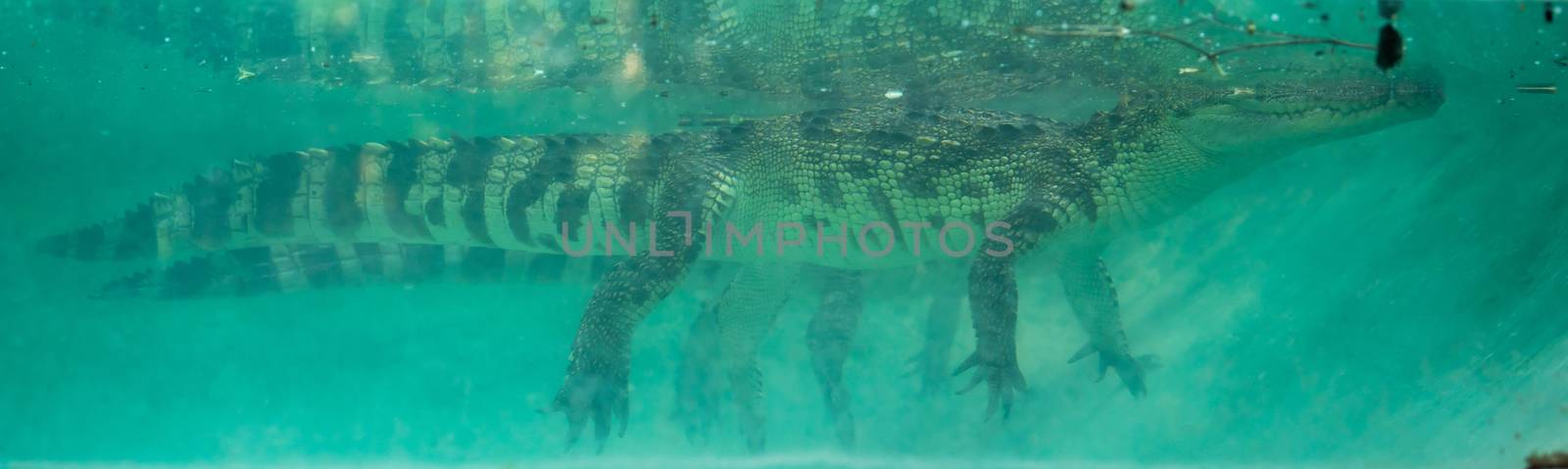 crocodile under water by anankkml