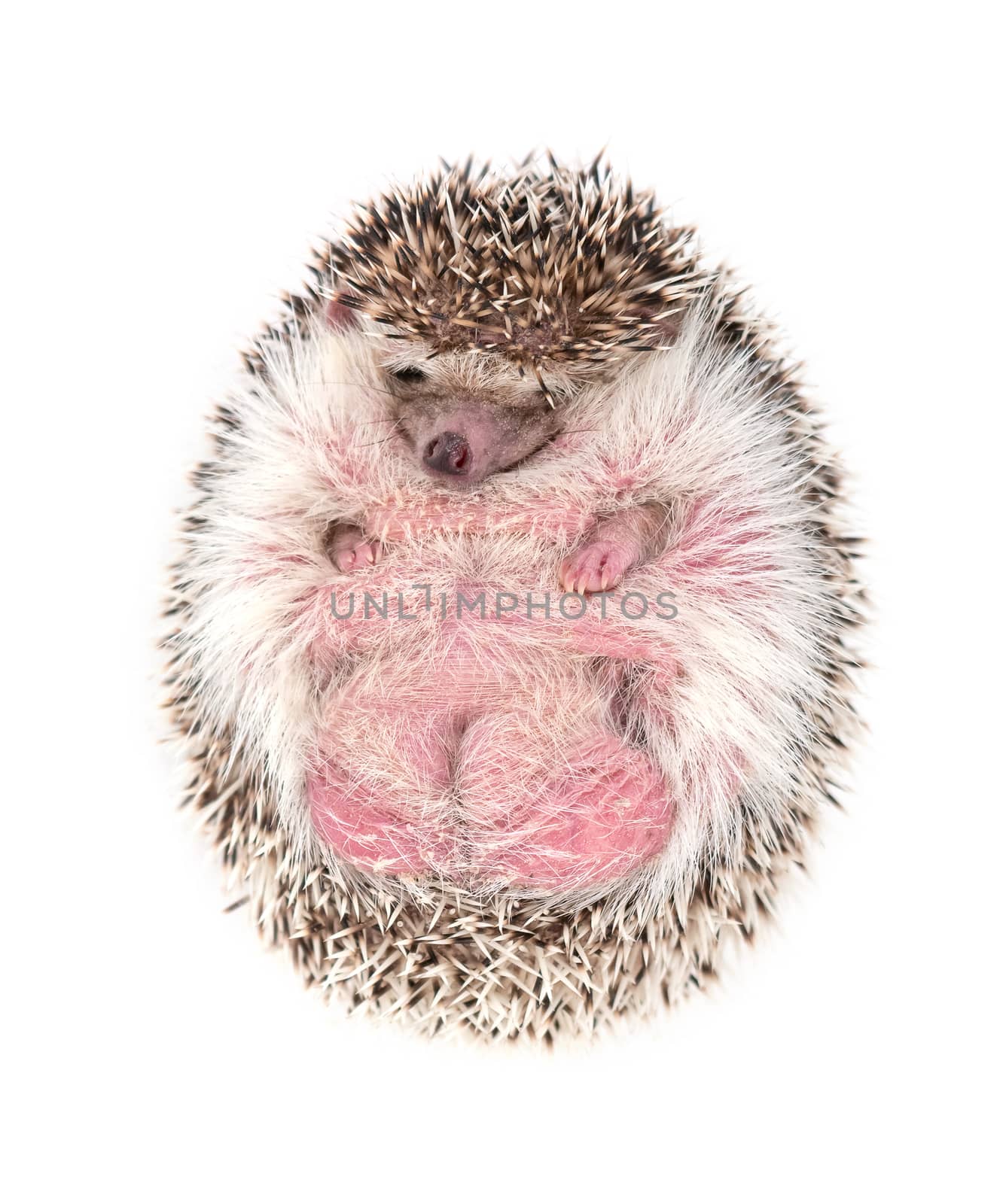 african pygmy hedgehog isolated on white background