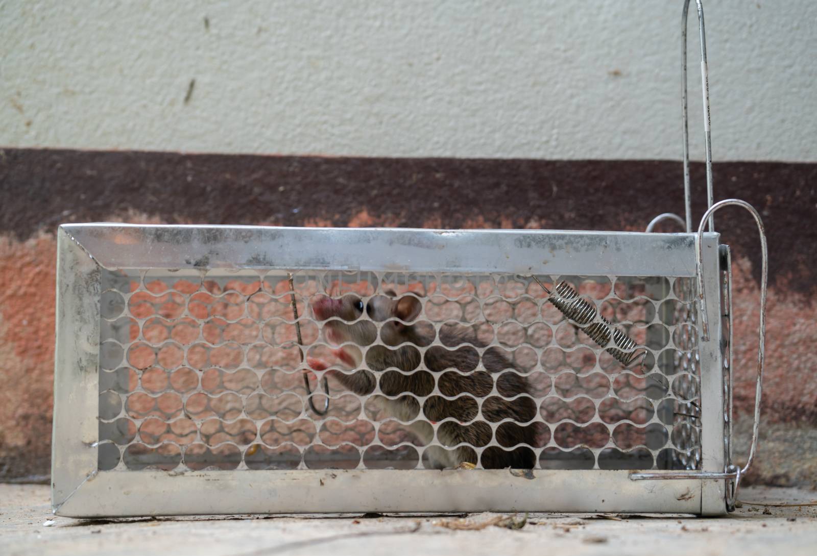 rat trapped in a cage by anankkml