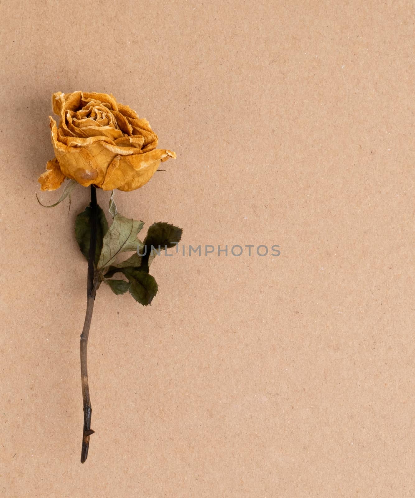 dried rose flower on brown paper by anankkml