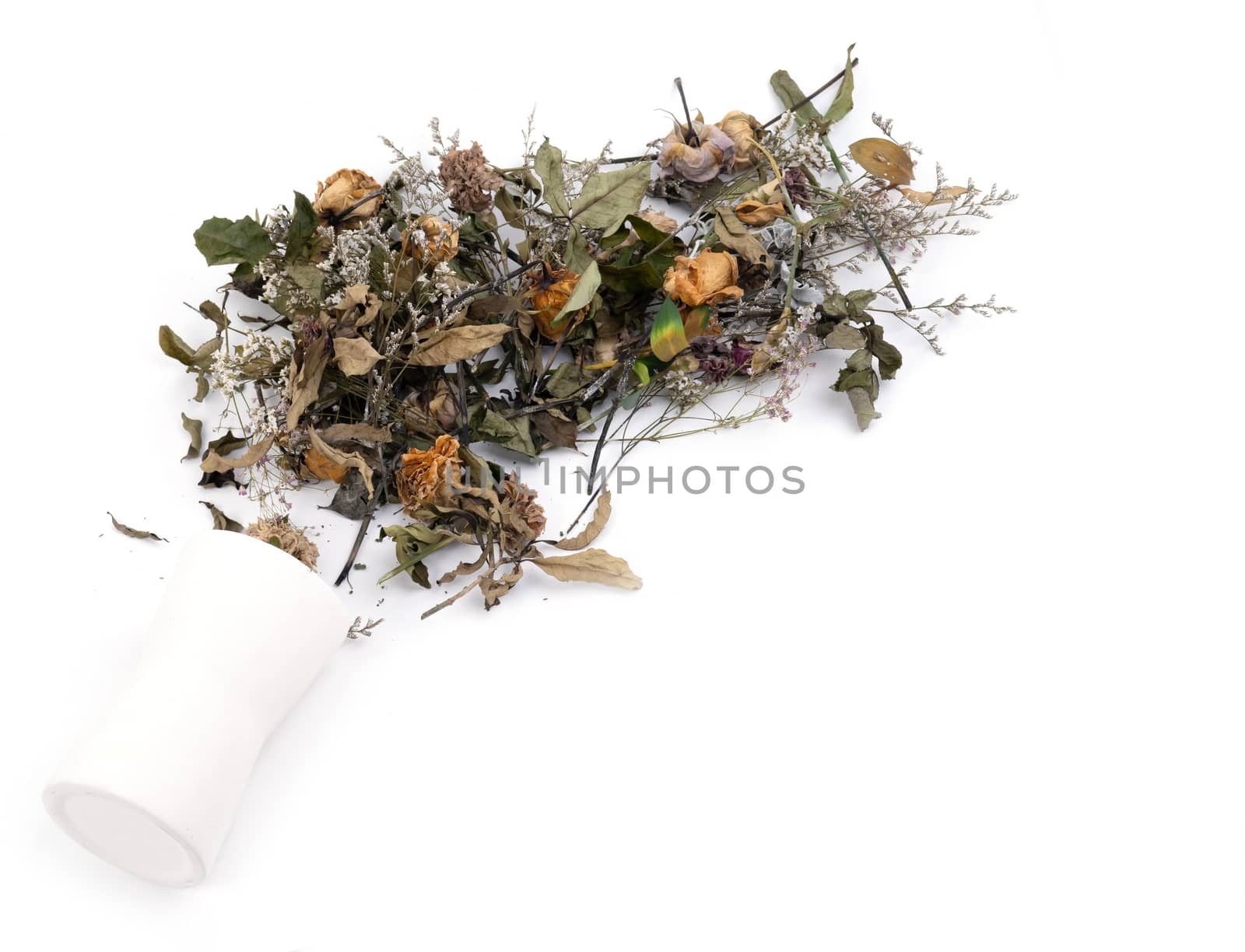 dried flowers in vase on white background