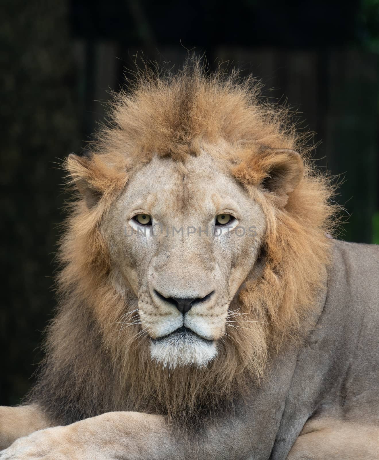 male lion head close up