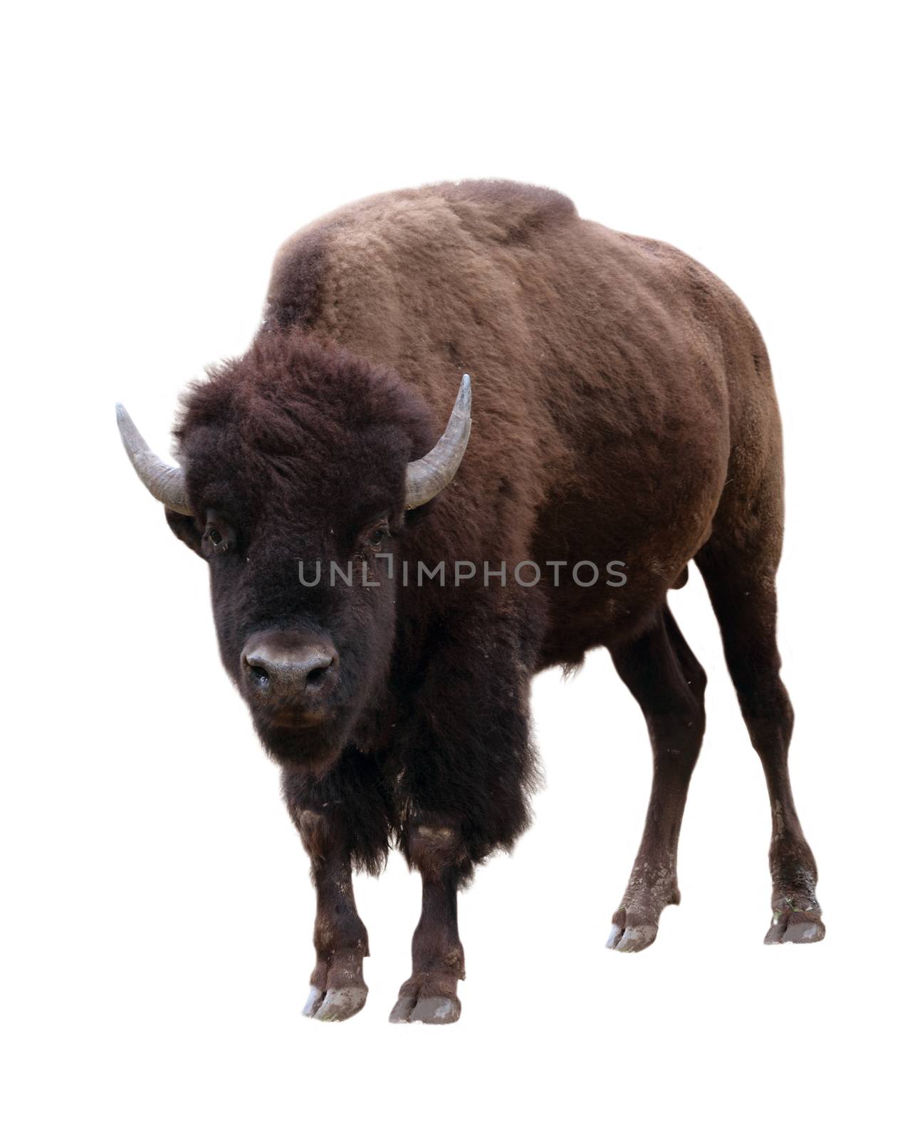 bison isolated on white background by anankkml