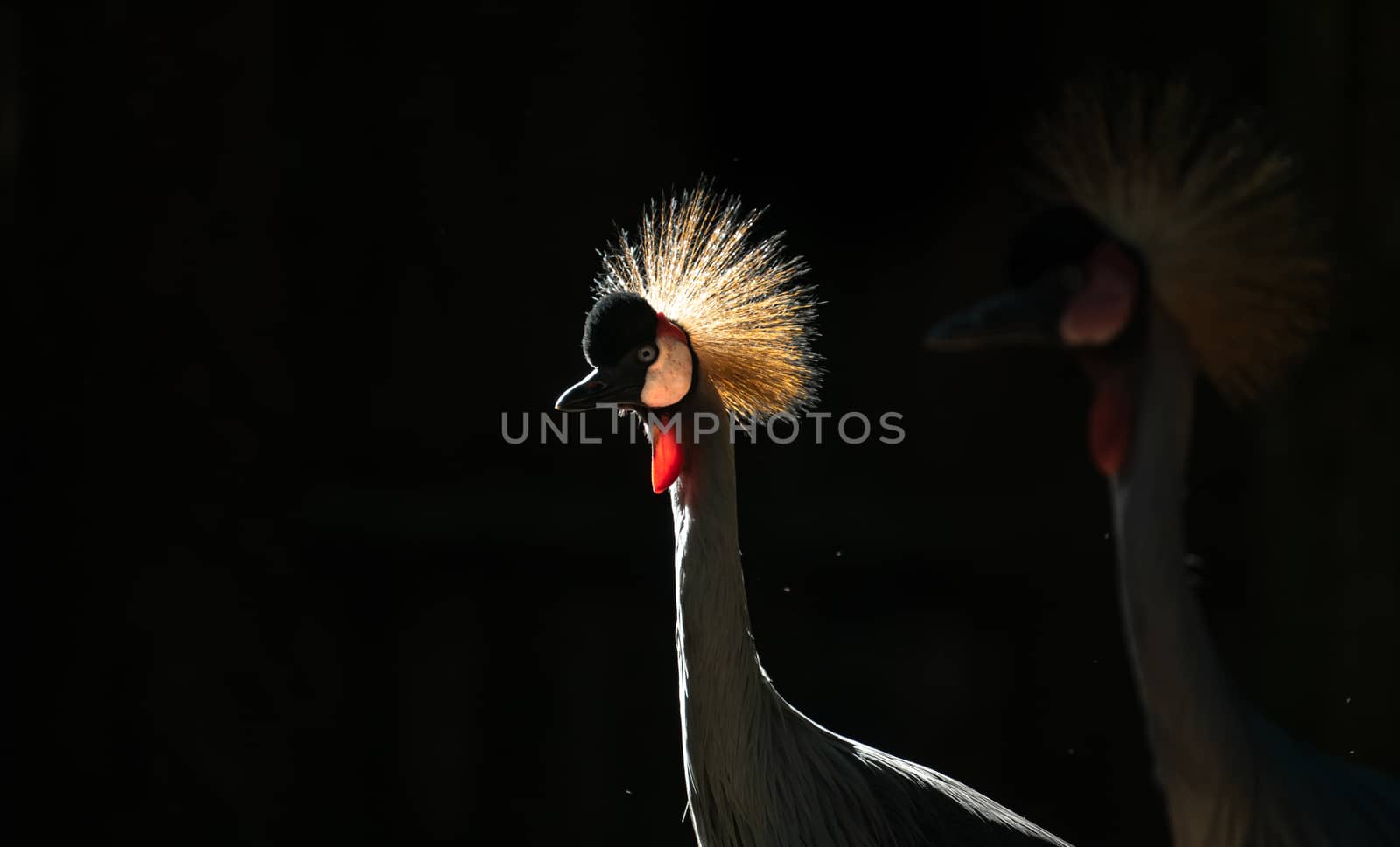 Grey crowned crane (Balearica regulorum) in dark background