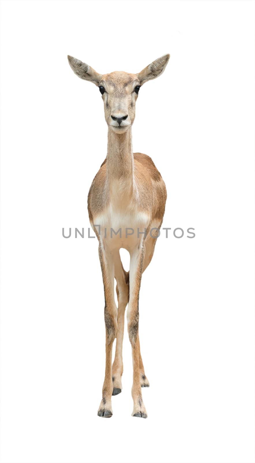 female blackbuck (antilopa cervicapra) isolated on white background