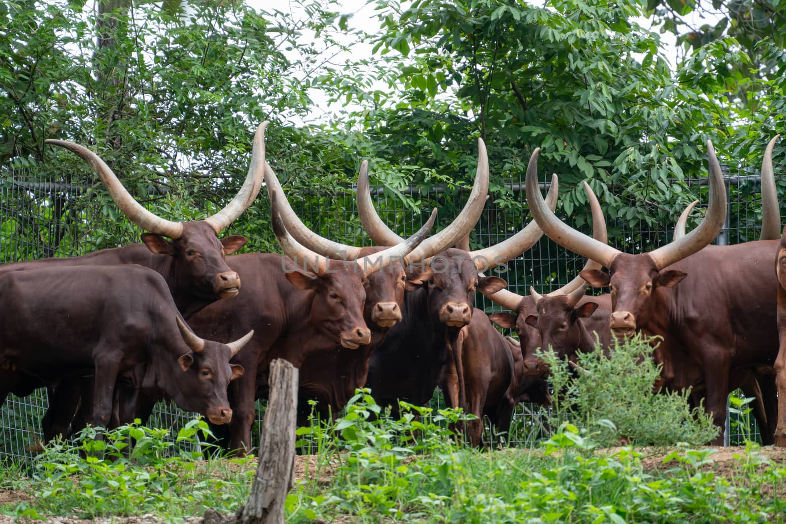 Ankole Watusi, Watisu cow, Watusi cattle