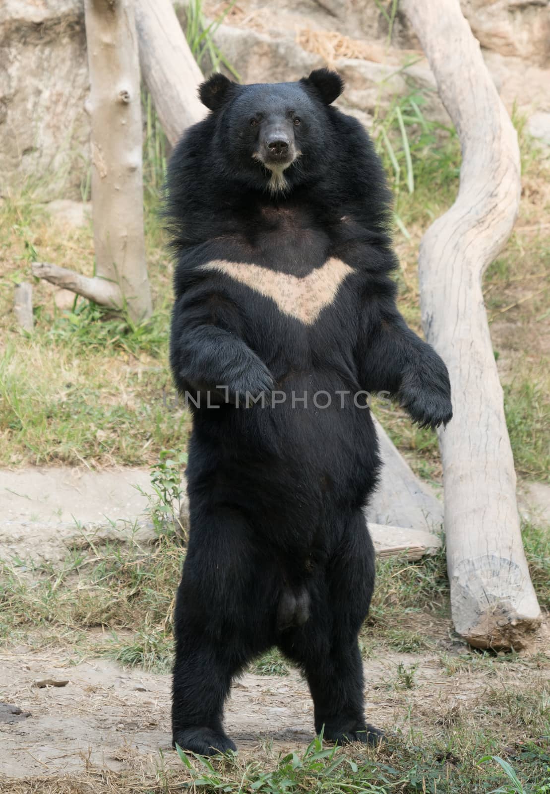 asiatic black bear in zoo